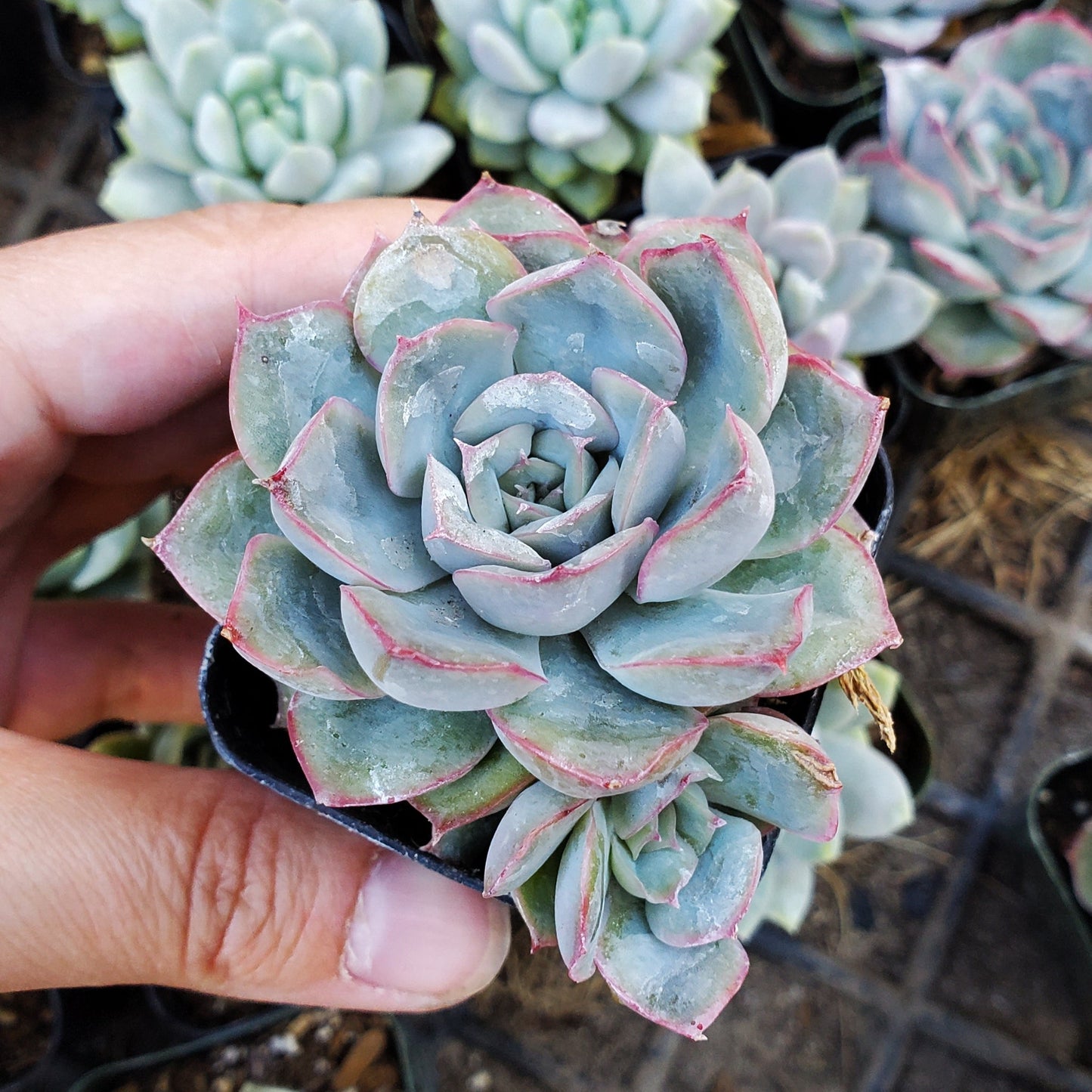 Echeveria 'Esther'