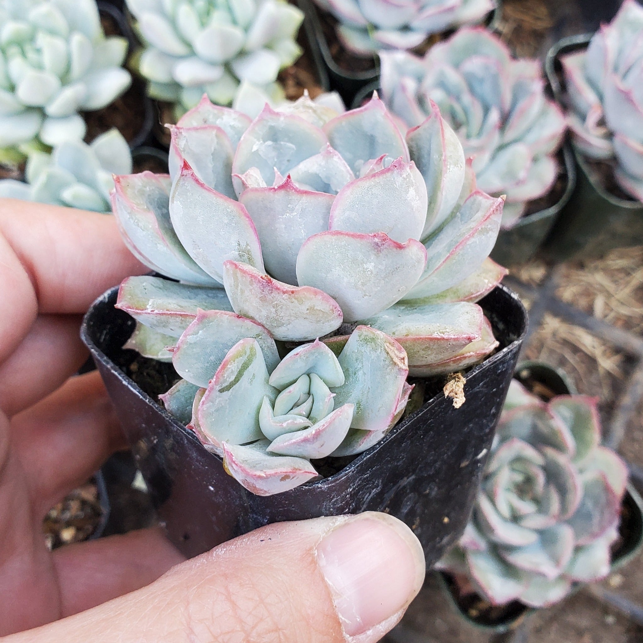 esther succulent Echeveria 'Esther'