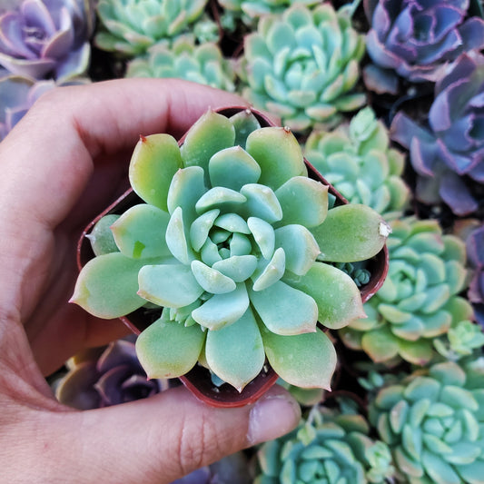 Echeveria prolifica