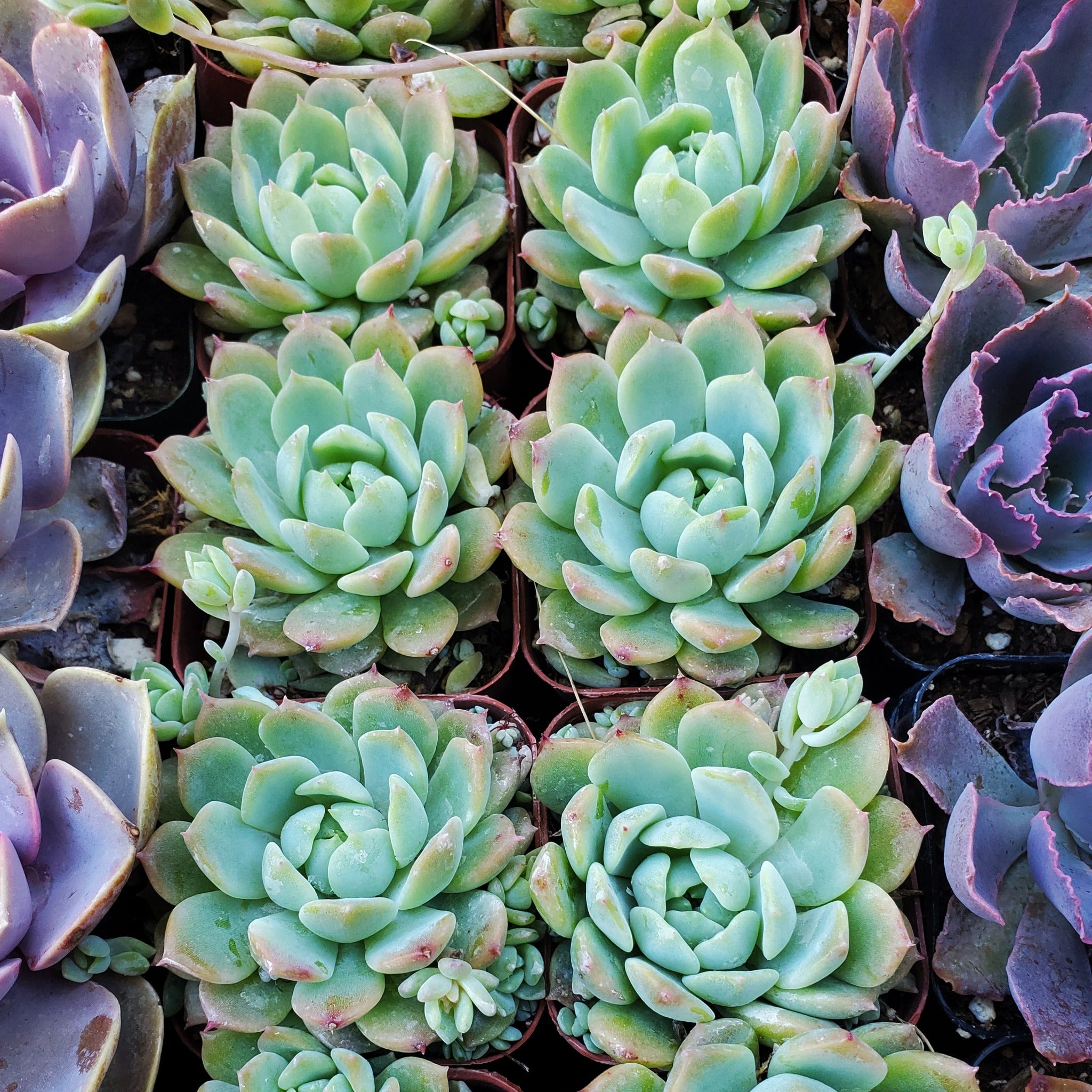 morel succulent Echeveria prolifica