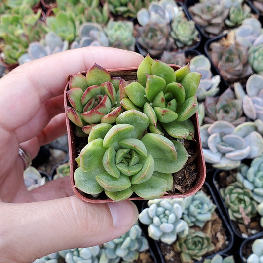 Echeveria Mix (Green & Red)