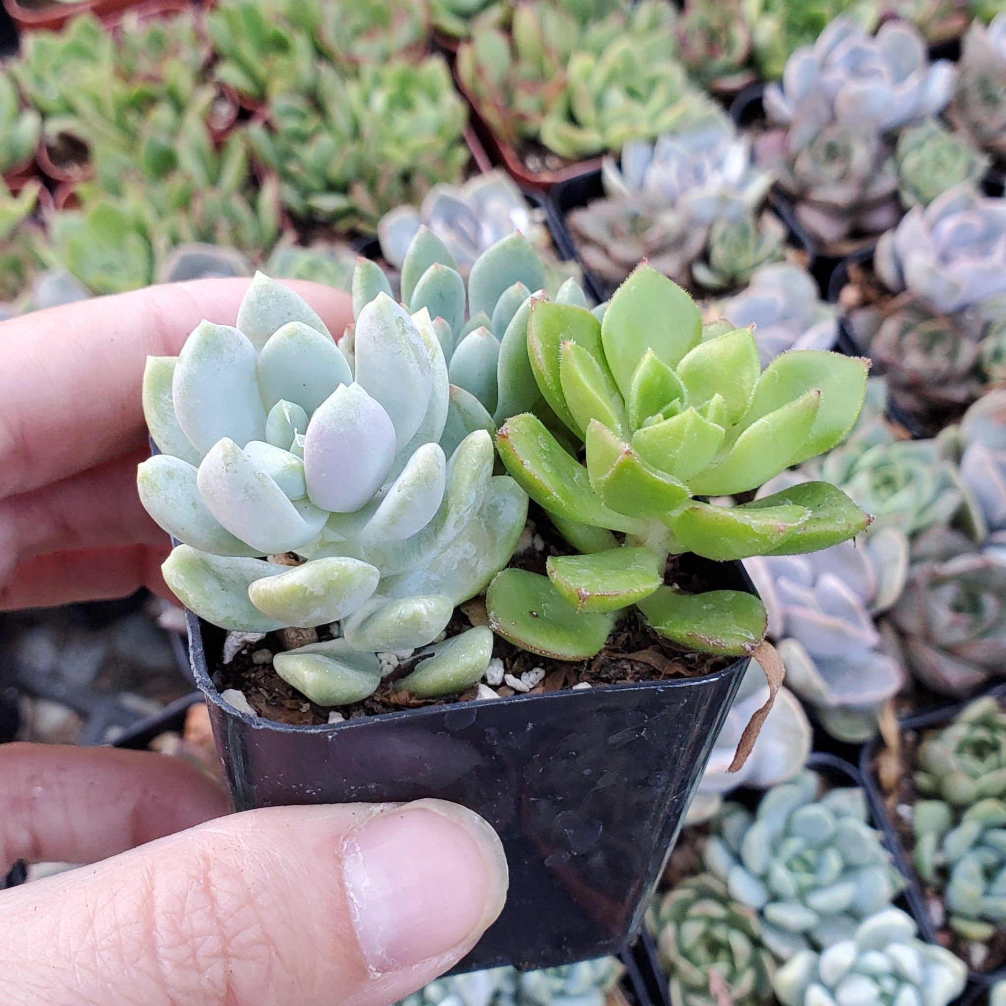 sedeveria succulent types Sedeveria Mix (Green & Blue)