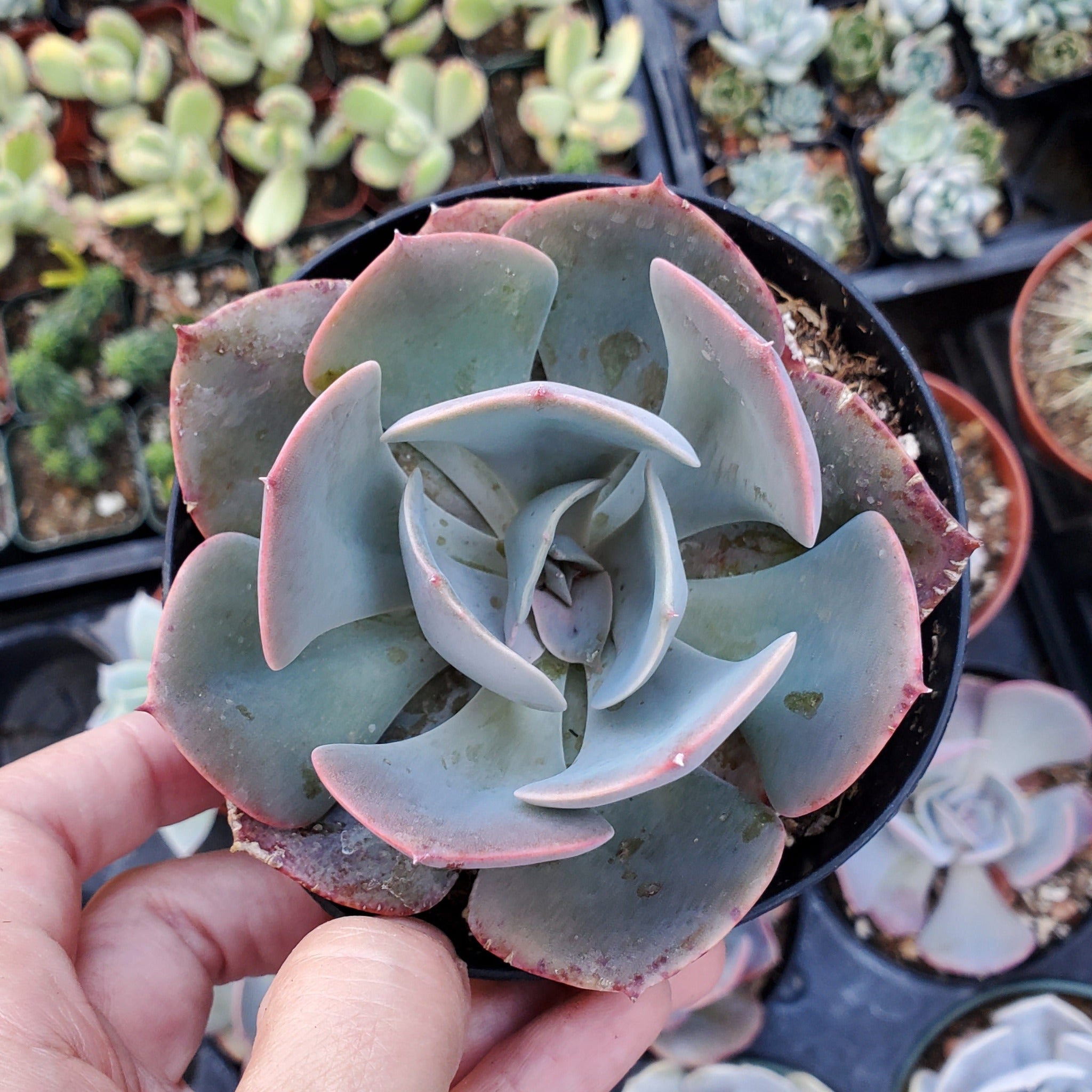dusty succulents Echeveria 'Dusty Rose'