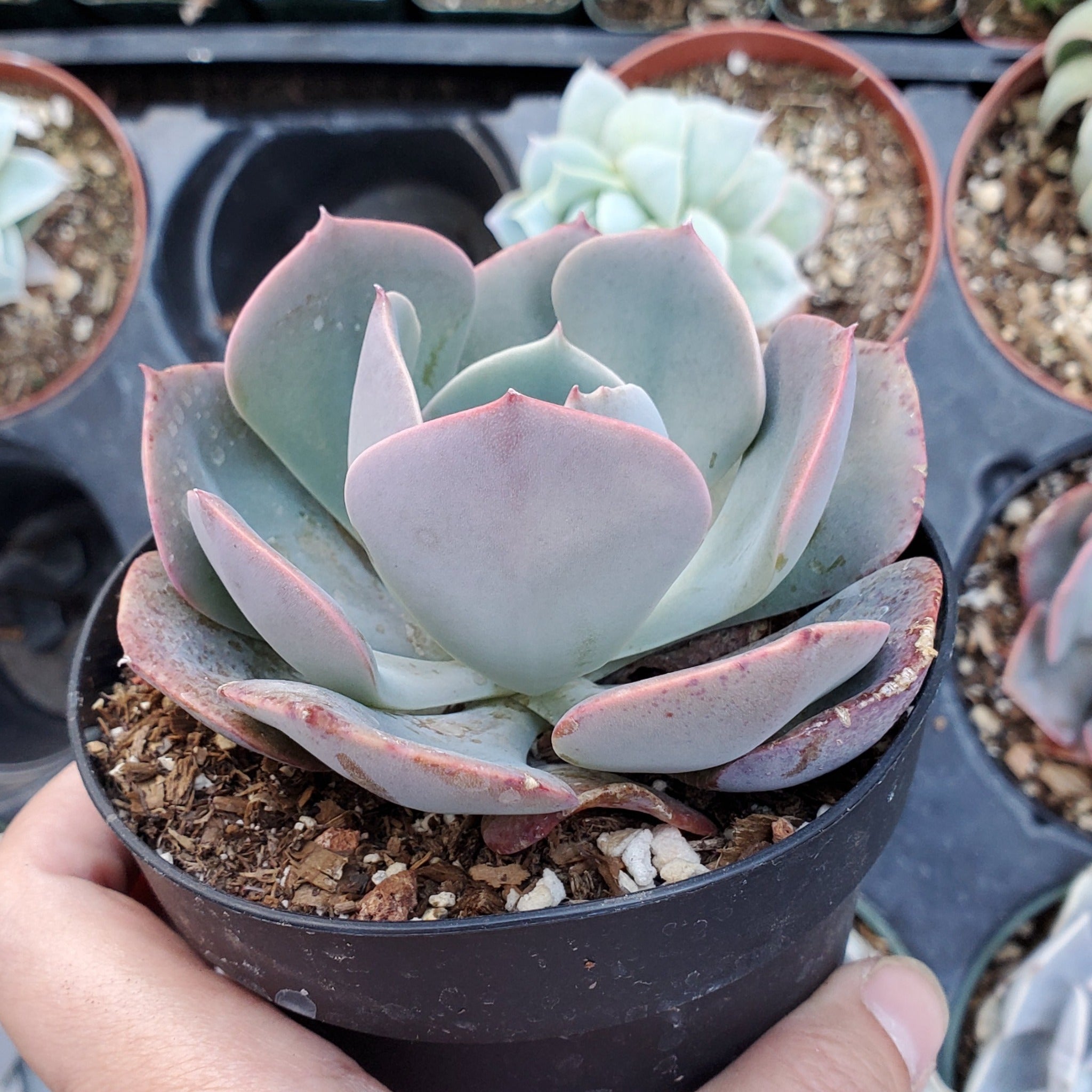 succulent dusty rose Echeveria 'Dusty Rose'