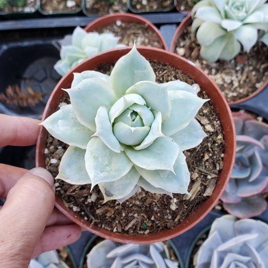 Echeveria 'Rose Queen'