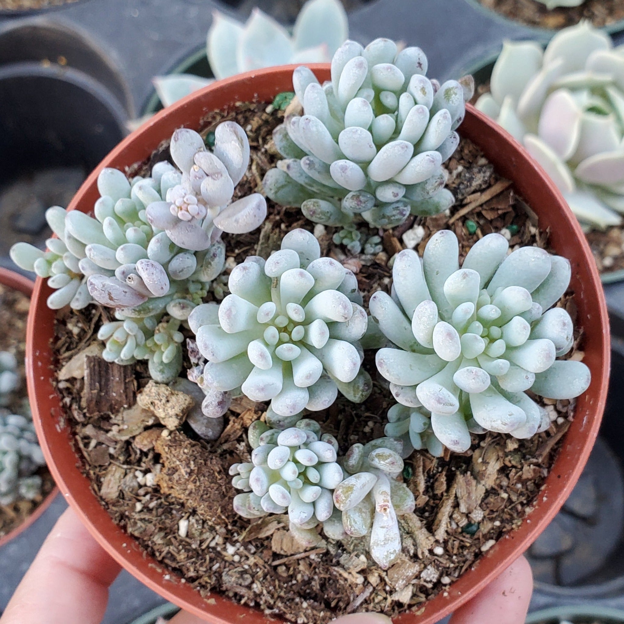 bluebean succulent Graptopetalum 'Bluebean'