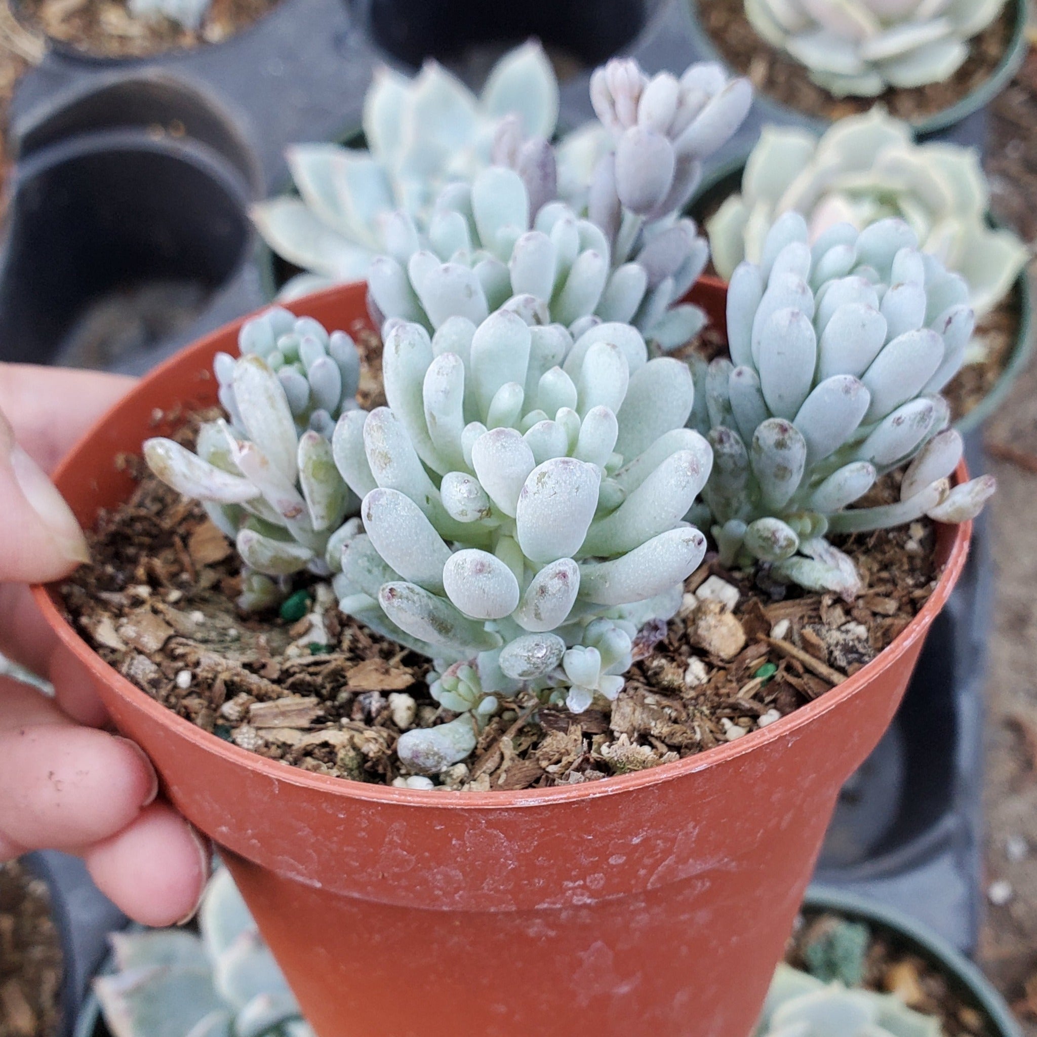 bluebean succulent Graptopetalum 'Bluebean'