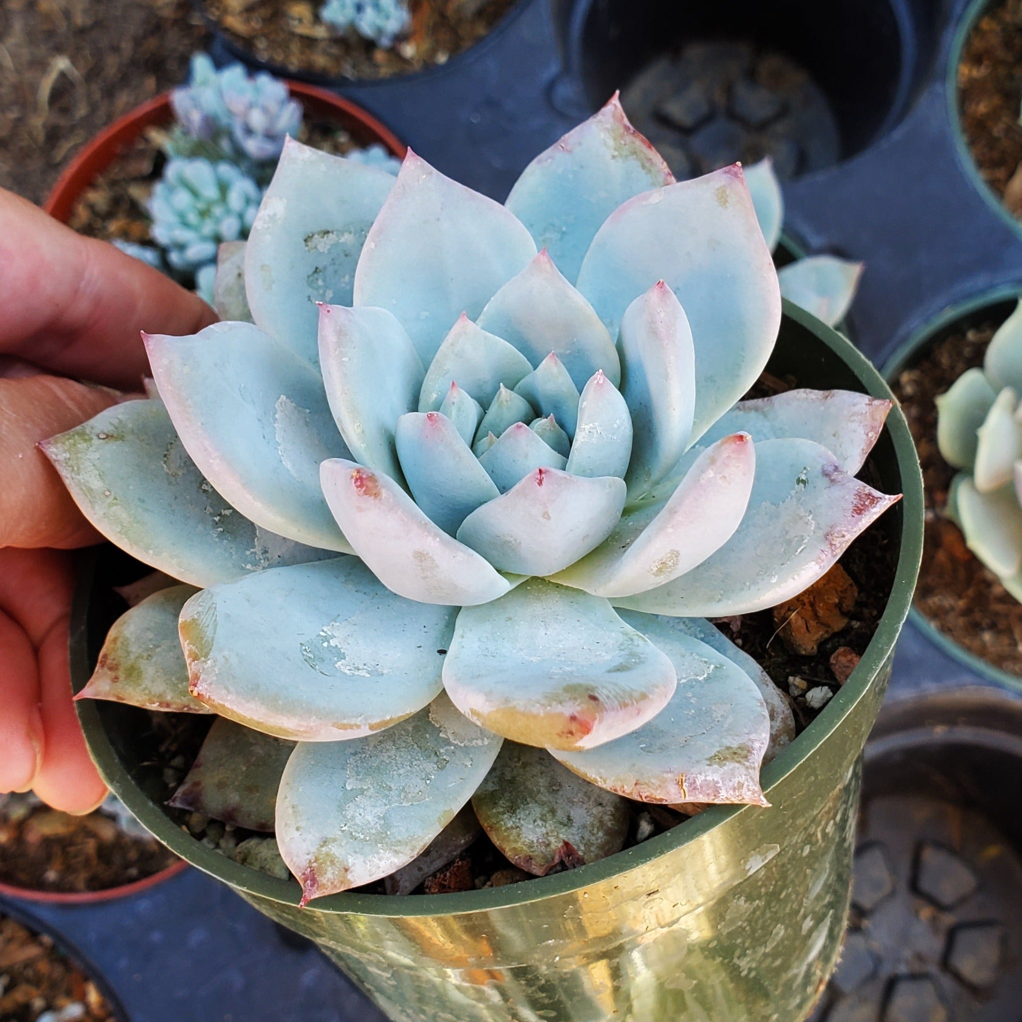 echeveria blue succulent Echeveria 'Blue Bird'
