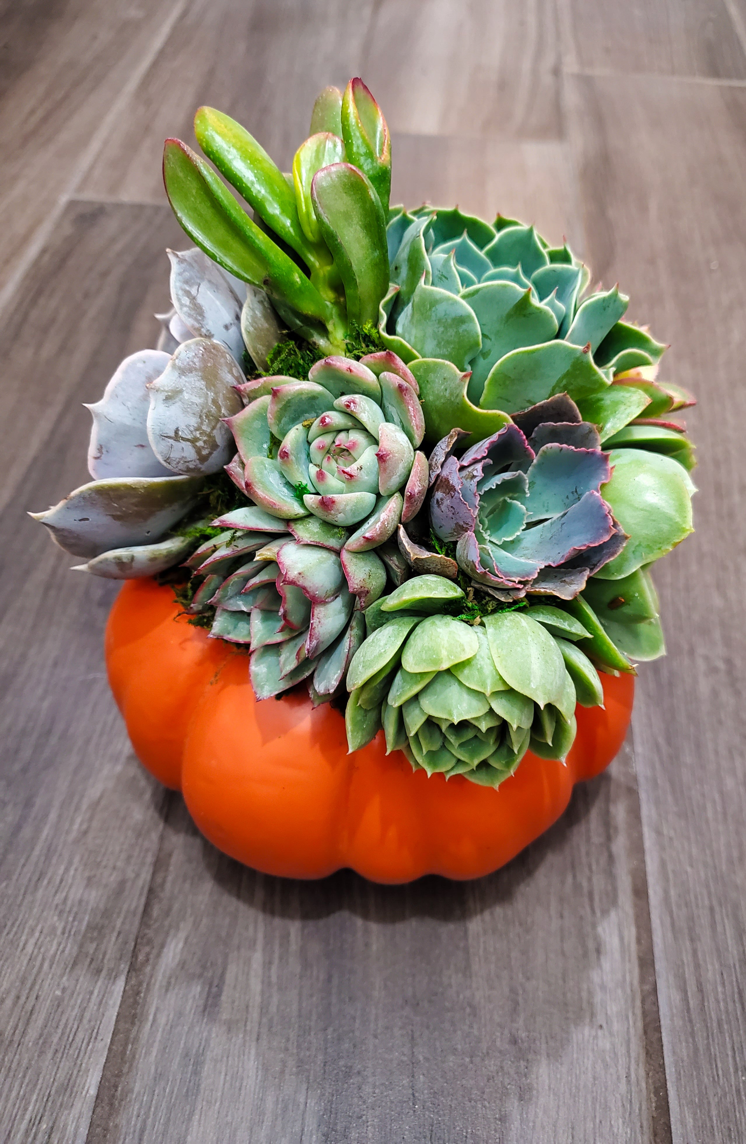 mini succulent pumpkins Small Succulent Trimmed Pumpkin