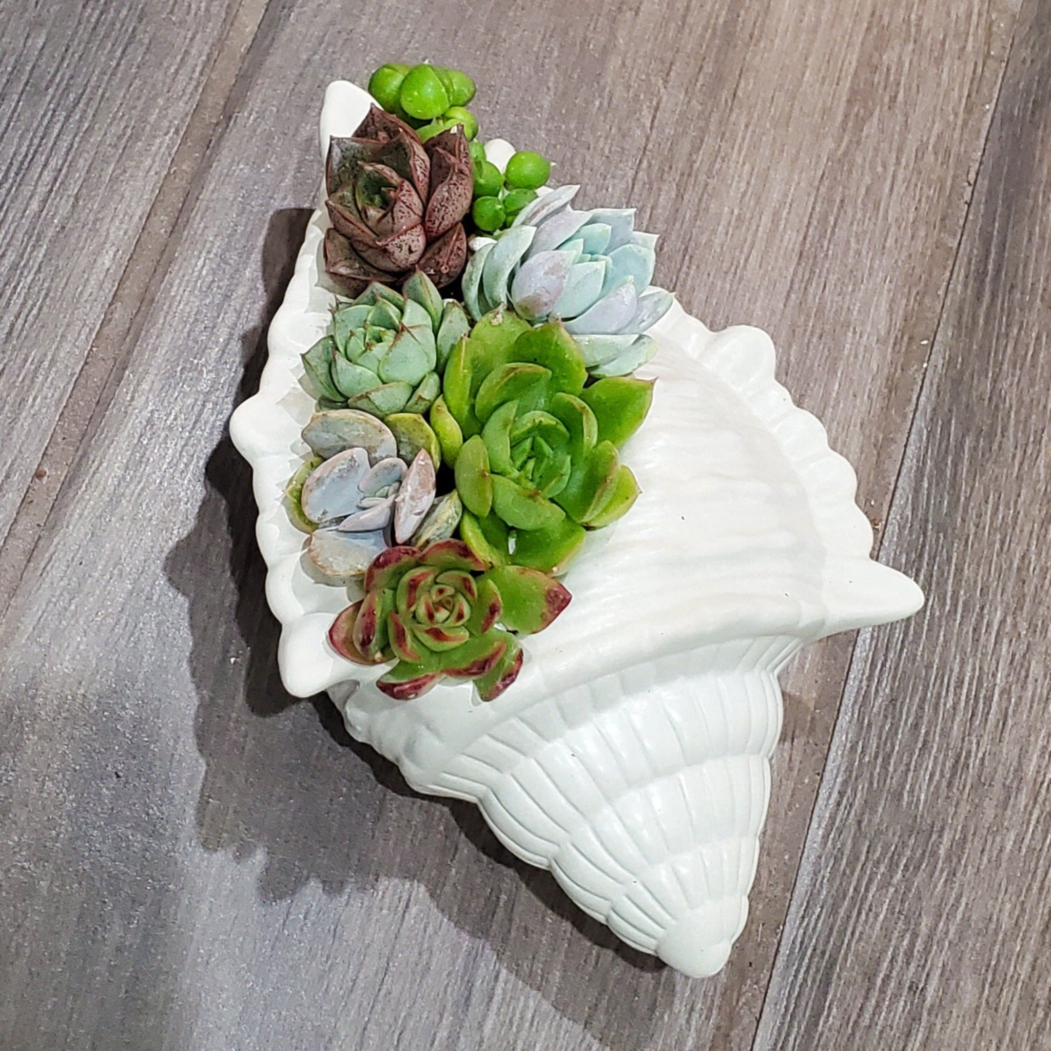 Large Seashell Cement Planter Succulent Arrangement  Rooted in Paradise  Succulent Studio – Rooted in Paradise Succulent Studio