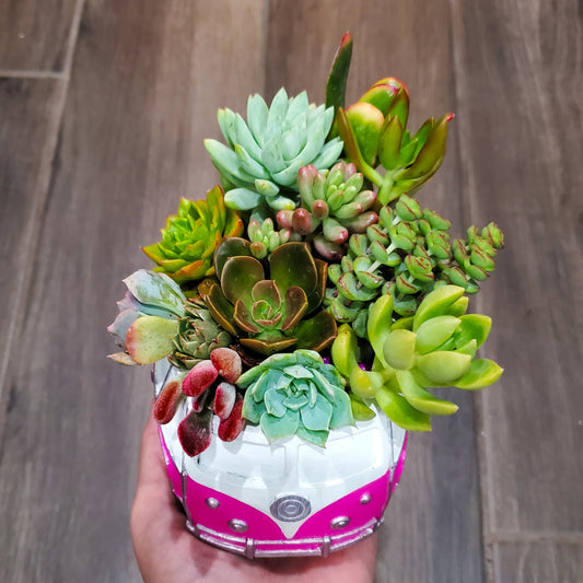 Retro Bus Succulent Arrangement