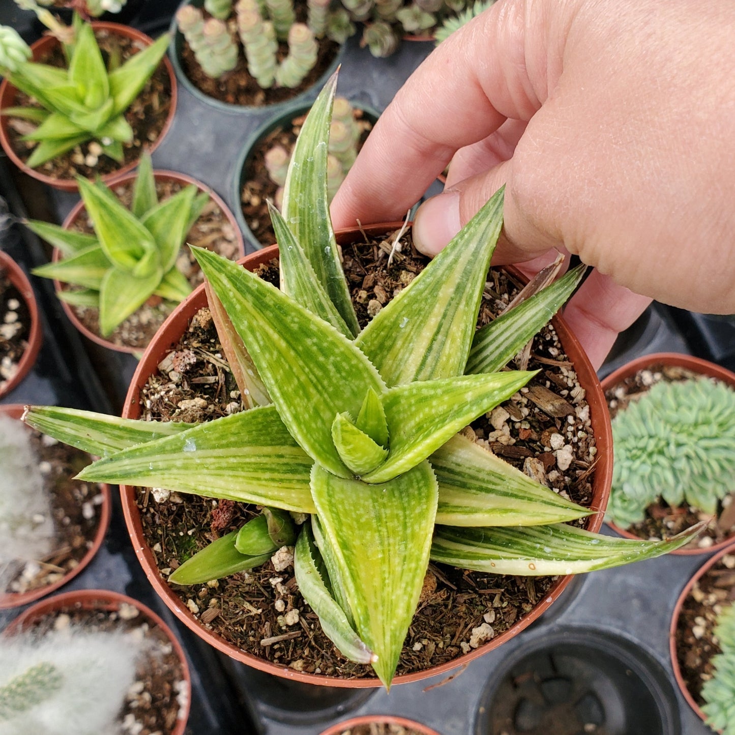 Haworthia limifolia variegata