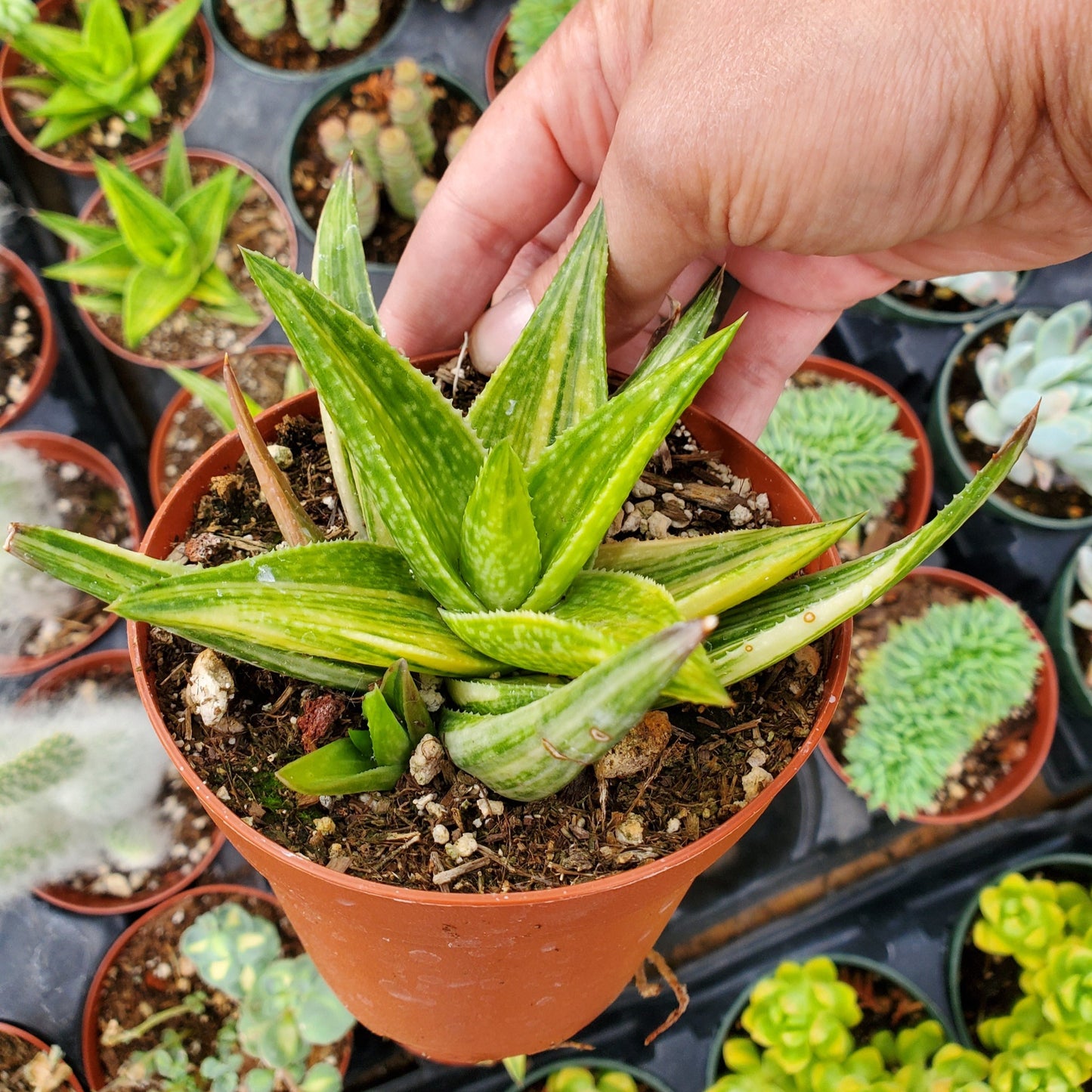 Haworthia limifolia variegata