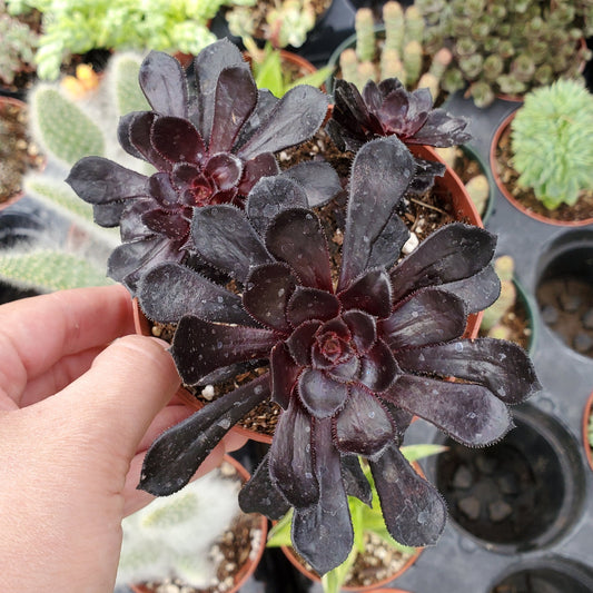 Aeonium arboreum 'Zwartkop'