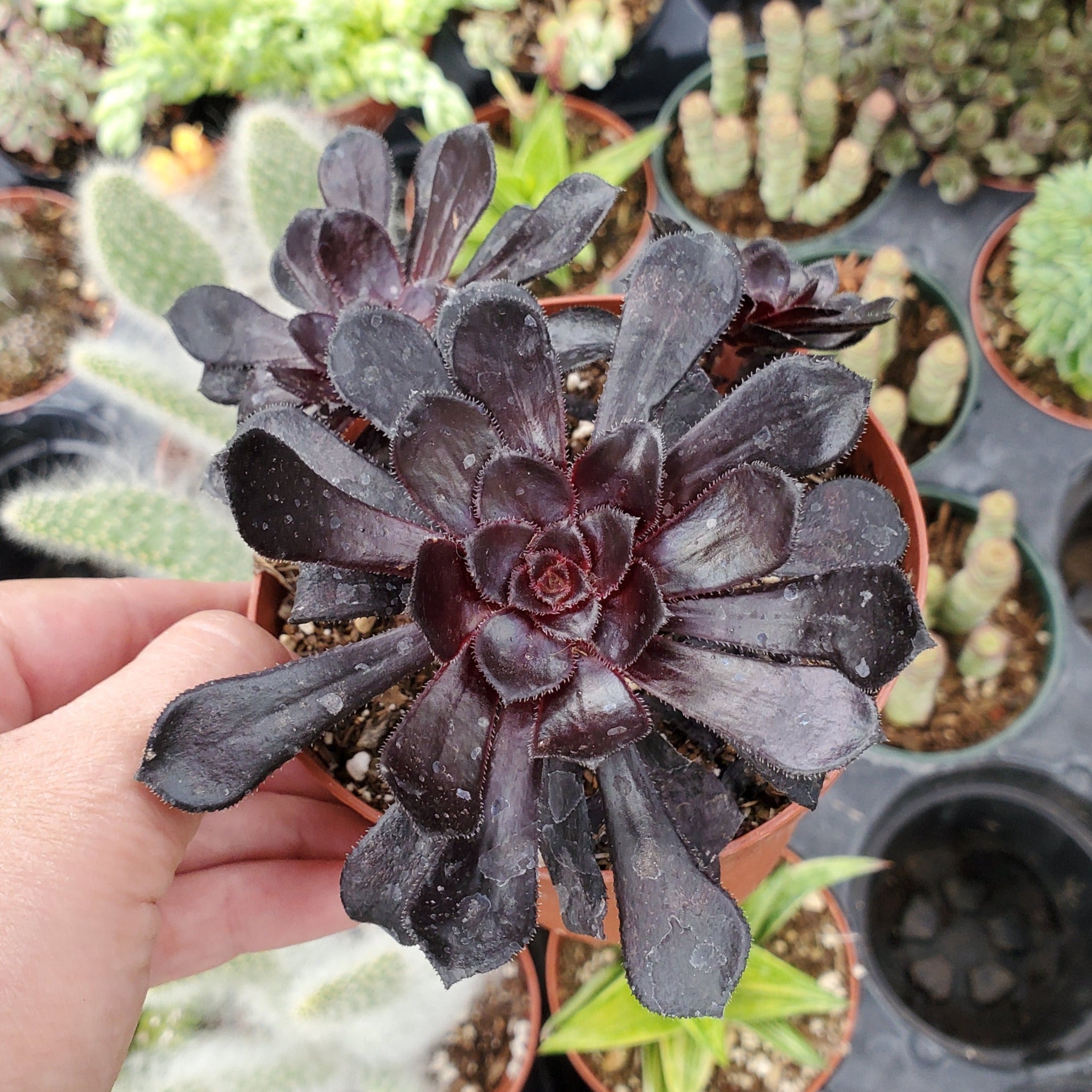 zwartkop succulent care Aeonium arboreum 'Zwartkop'