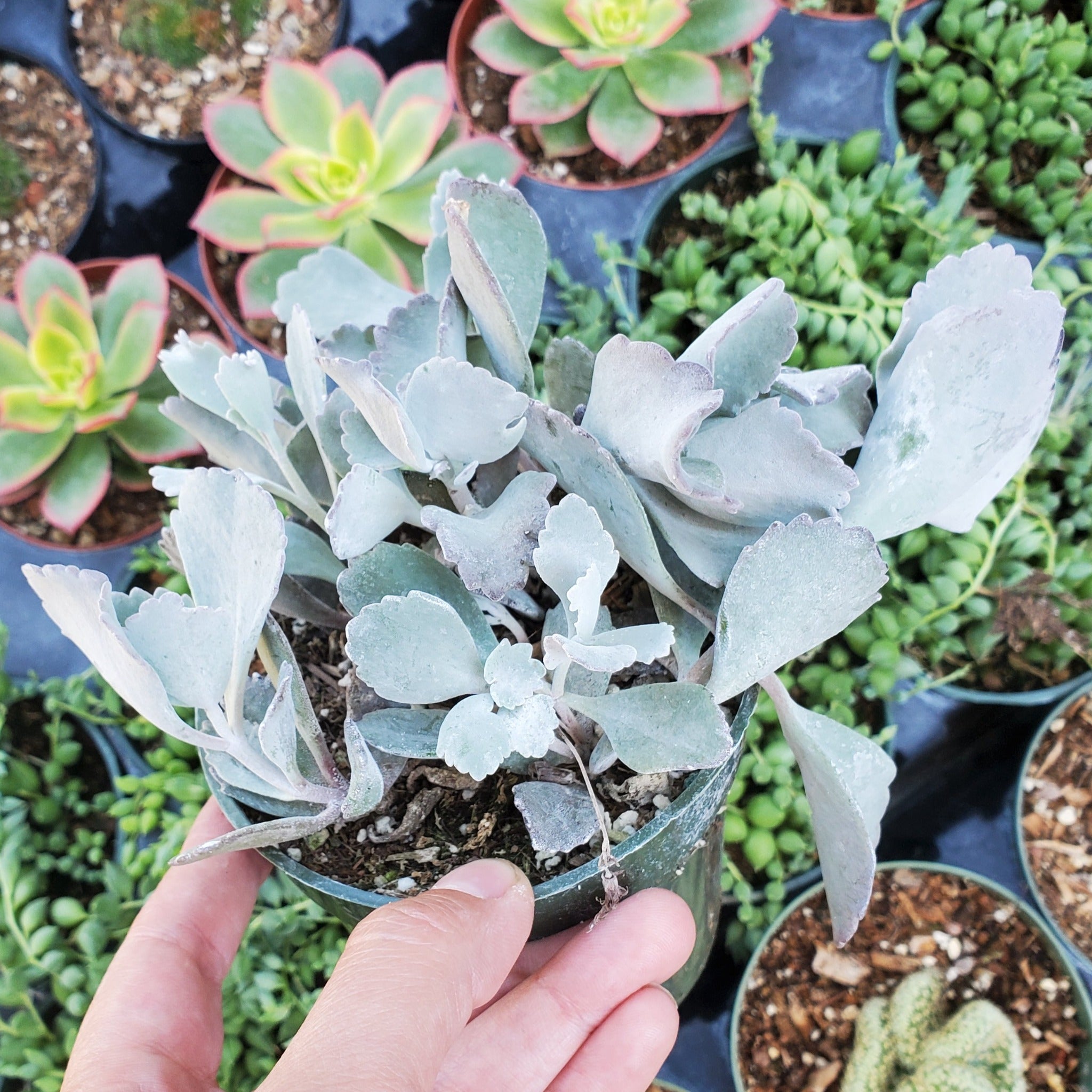 Kalanchoe pumila 'Flower Dust Plant' | Rooted in Paradise Succulent ...
