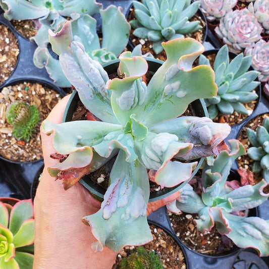 Echeveria 'Culibra'