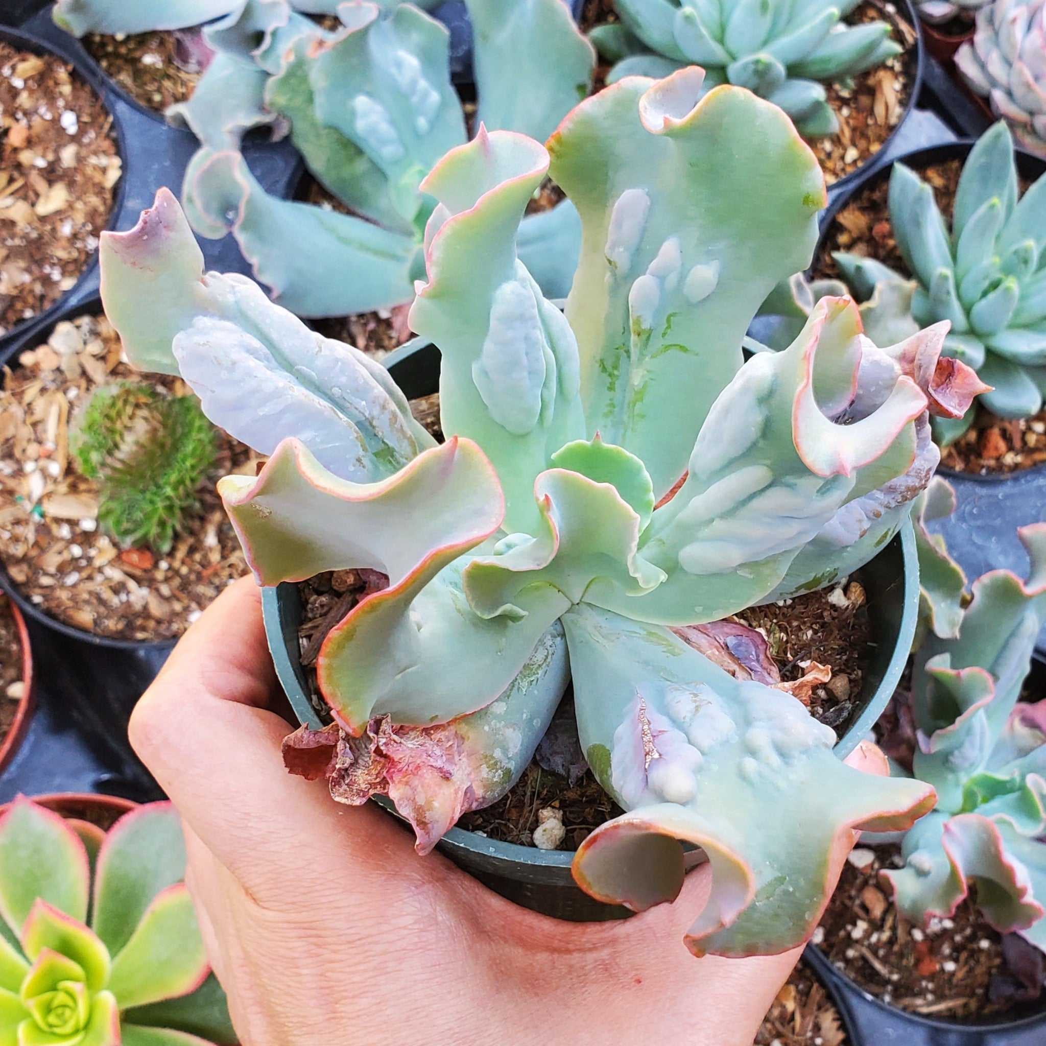 succulent with bumpy leaves Echeveria 'Culibra'