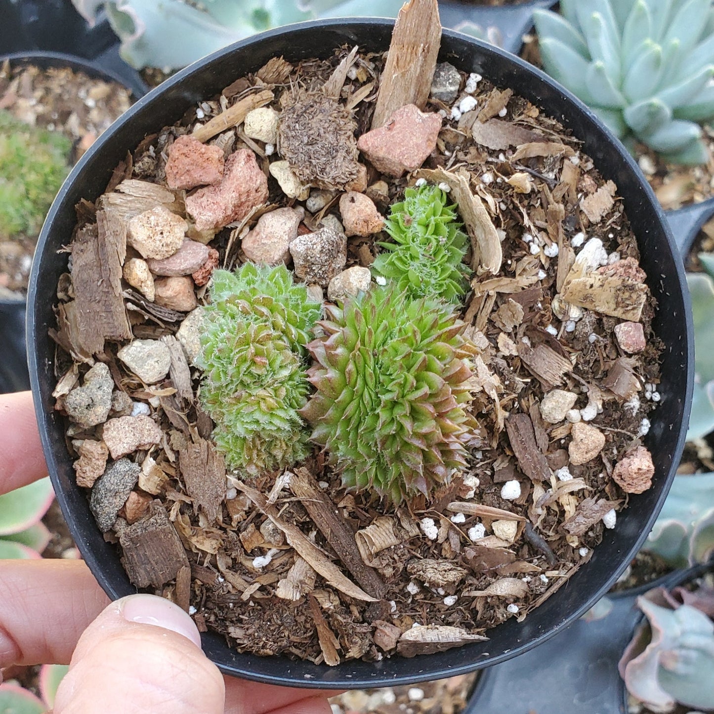 Crested Sempervivum