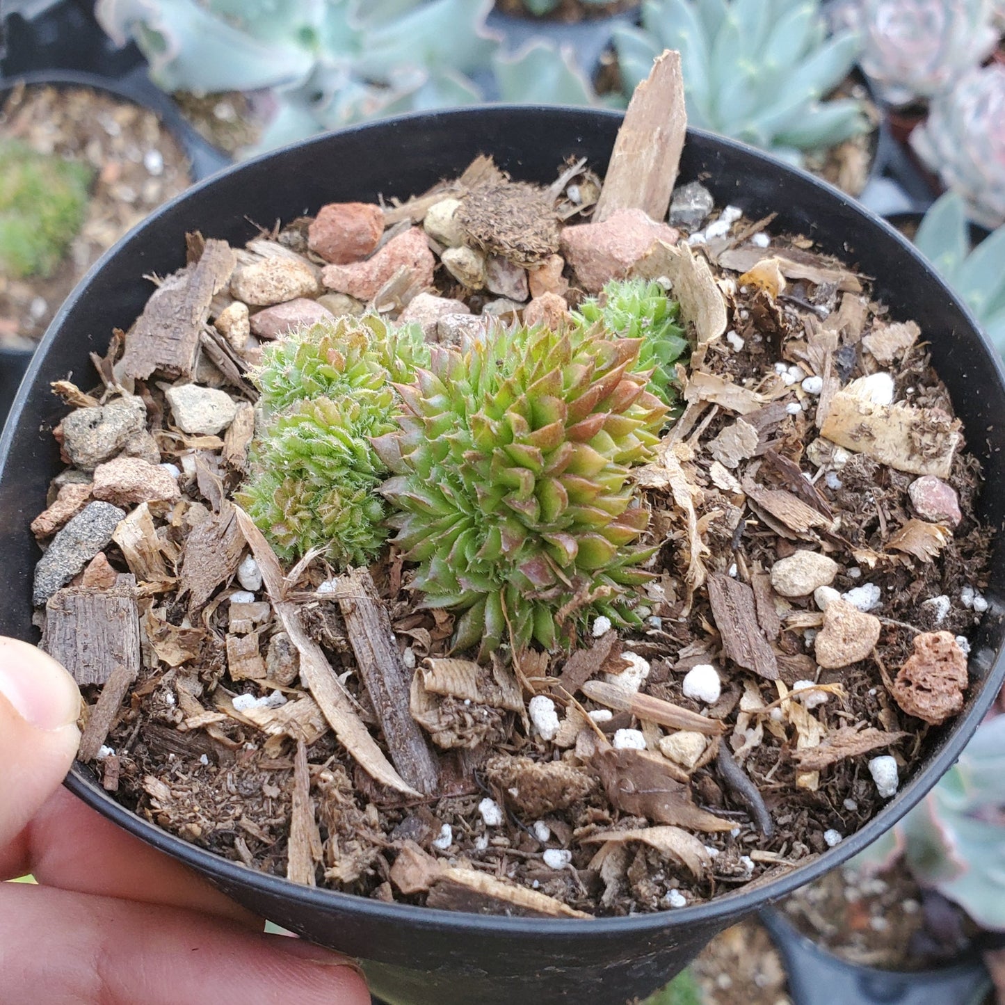 Crested Sempervivum