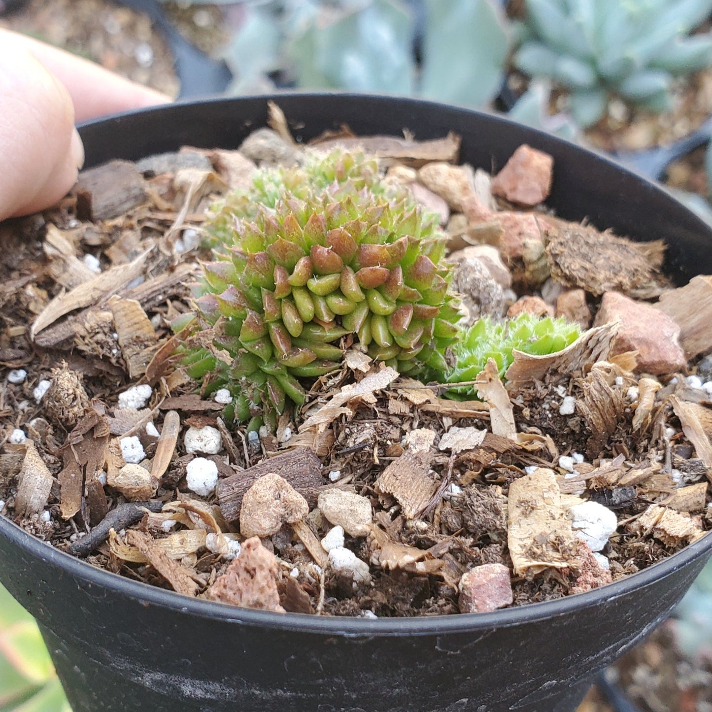 Crested Sempervivum