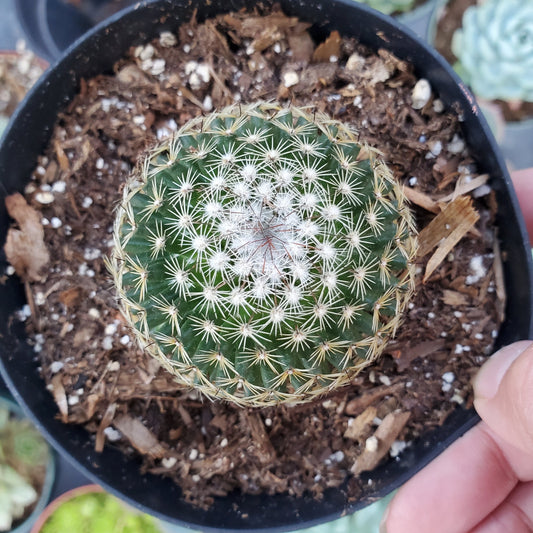 Mammillaria schiedeana subs. giselae