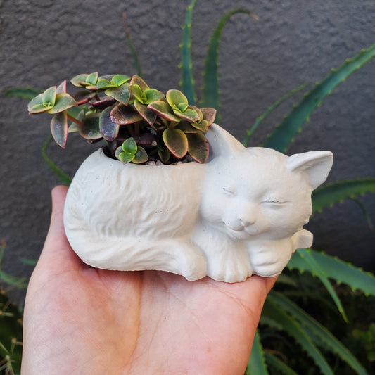 'Calico Kitten' Succulent Kitten Arrangement