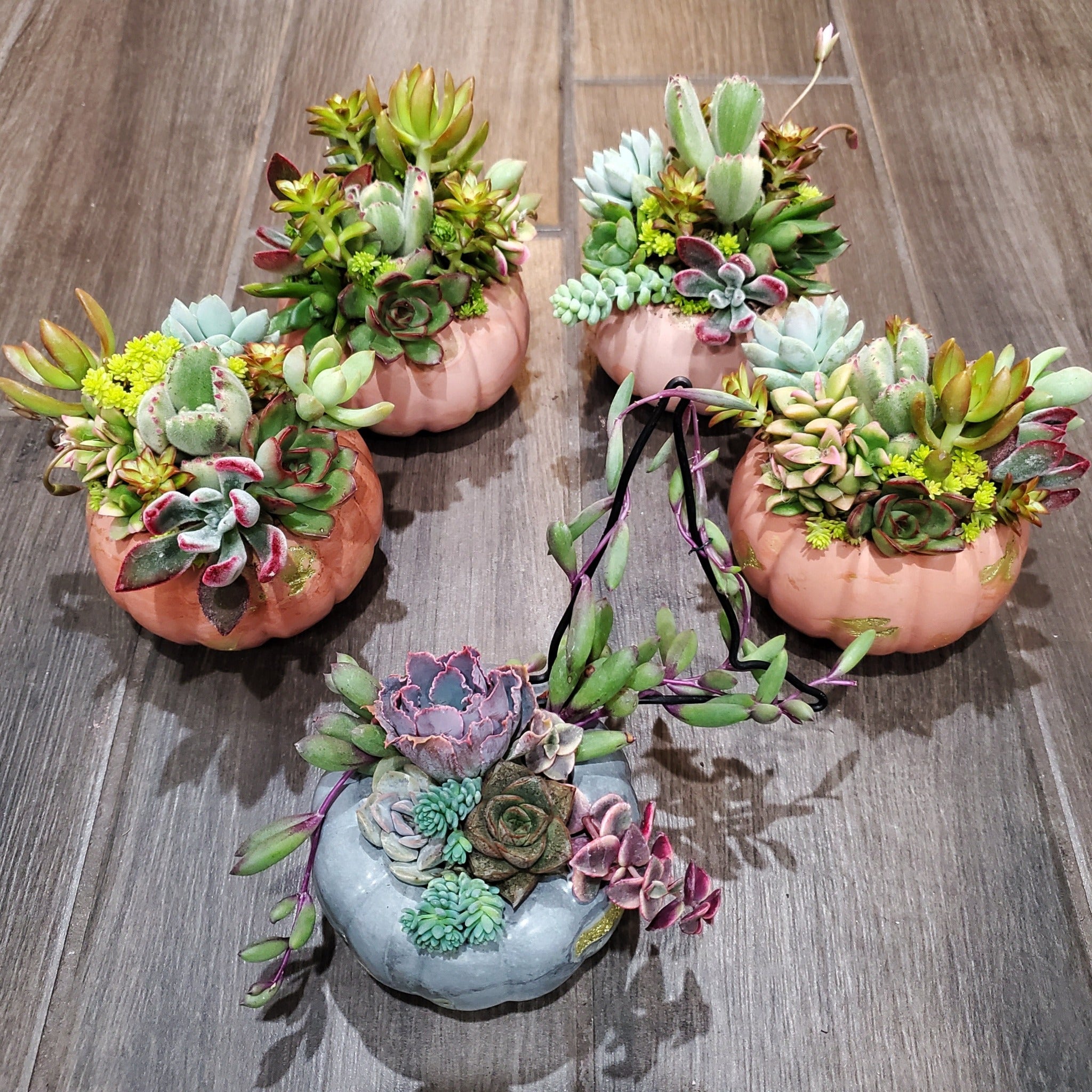 succulent trellis Small Cement Pumpkin Trellis Succulent Arrangement