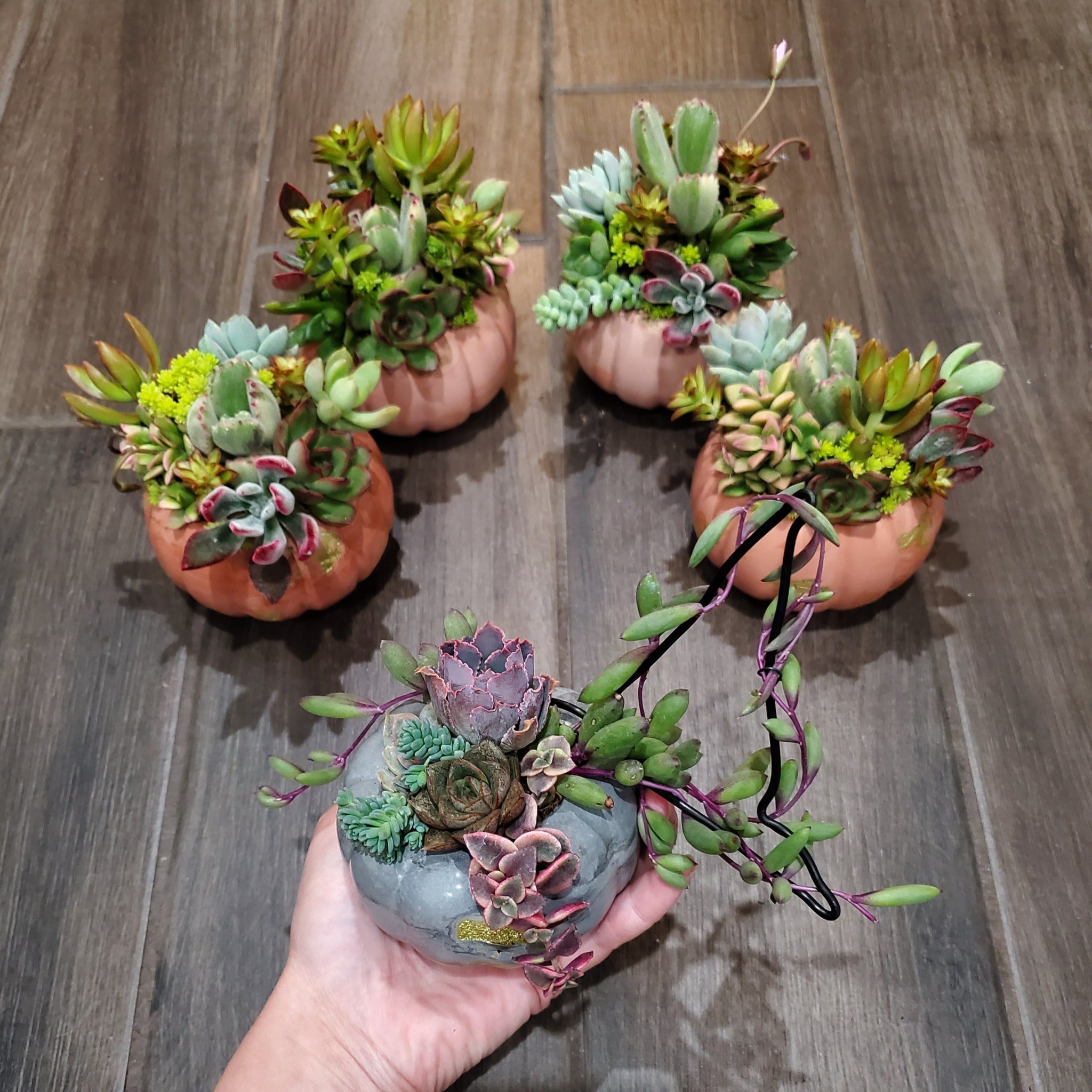 pumpkin planter succulents Small Cement Pumpkin Trellis Succulent Arrangement