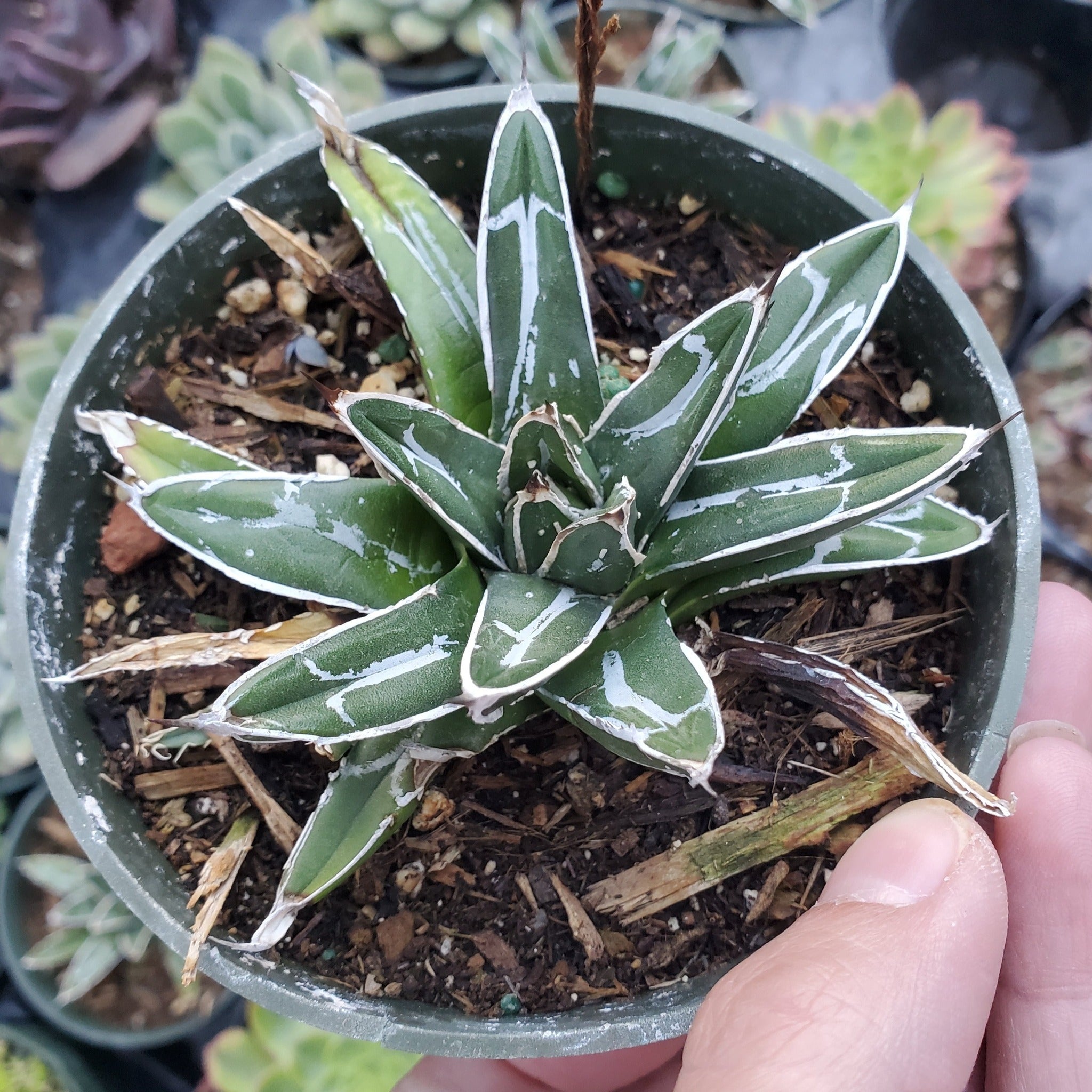 victoria secret succulent Agave victoriae-reginae 'Queen Victoria Agave'