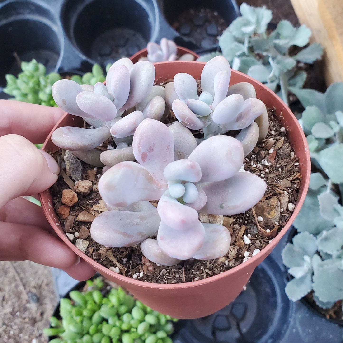 Pachyphytum oviferum 'Pink Moonstone'