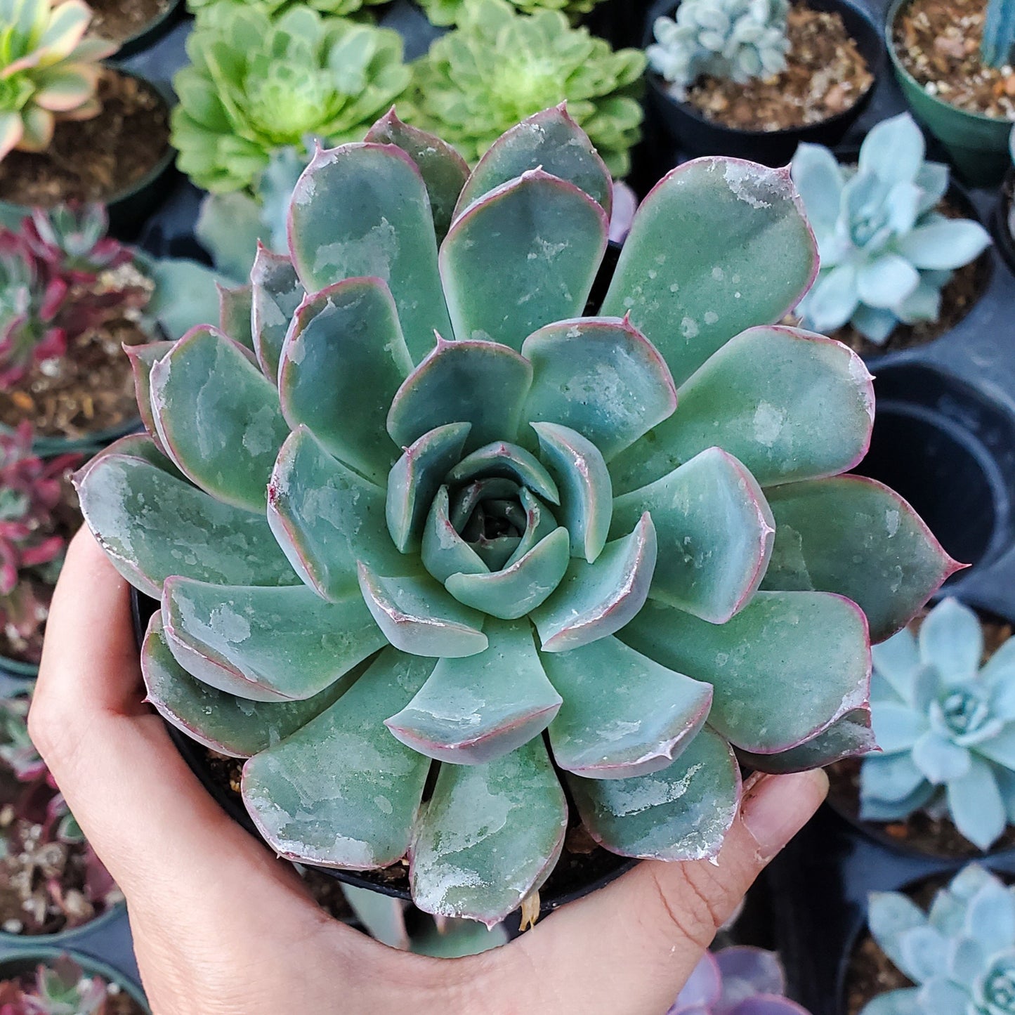 Echeveria 'Esther'