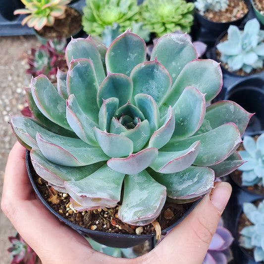 Echeveria 'Esther'