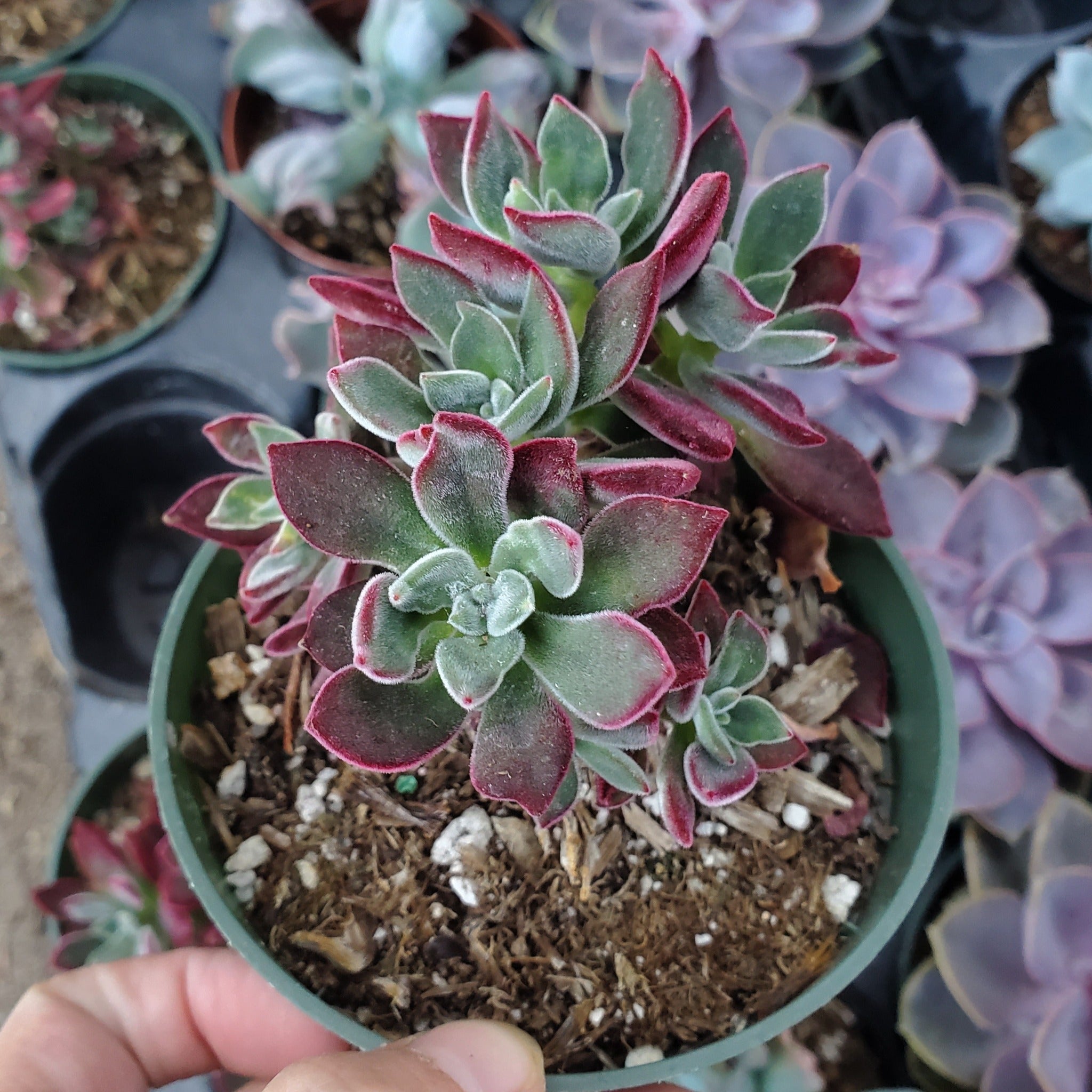 ruby slipper succulent Echeveria harmsii 'Ruby Slippers'