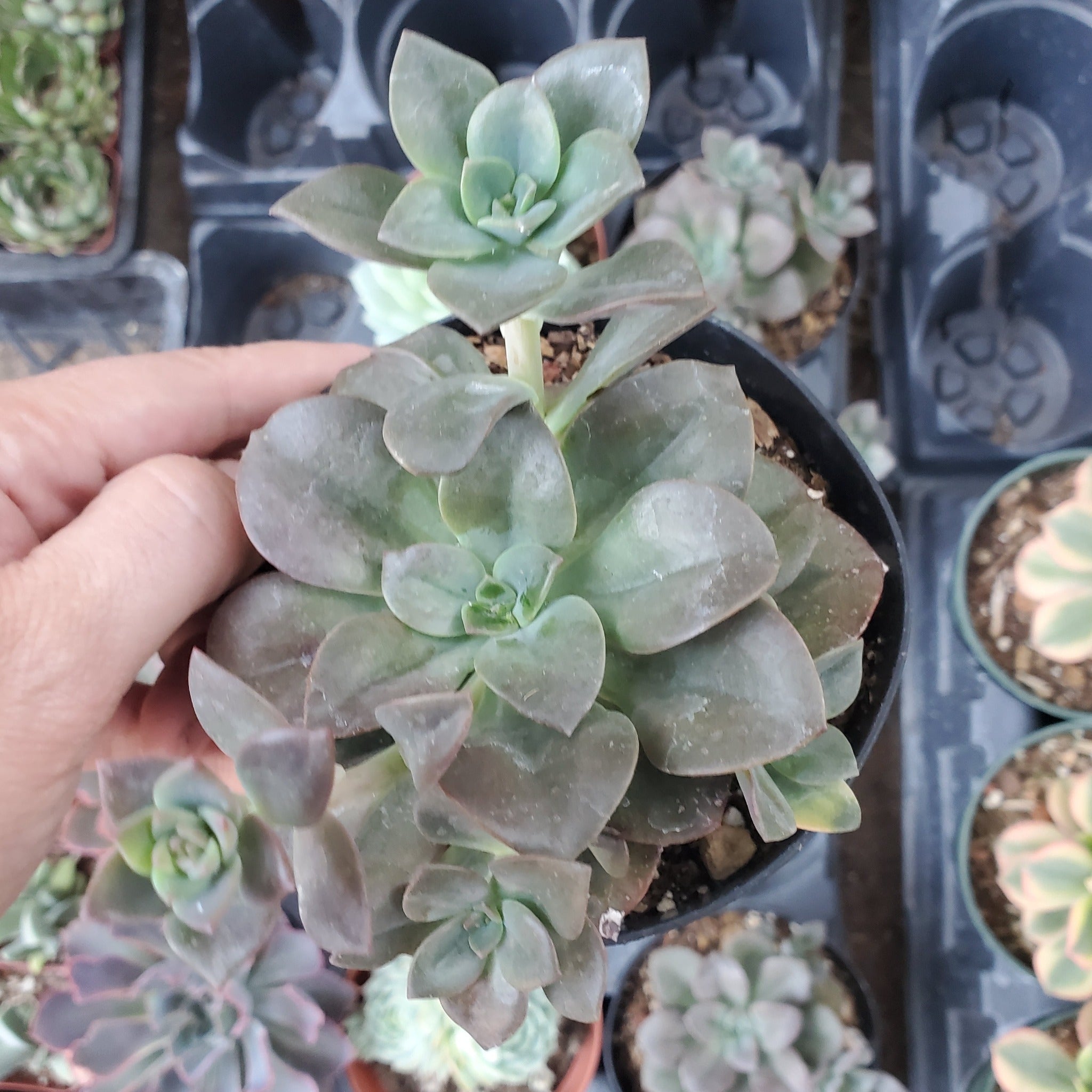 echeveria chroma succulent Echeveria 'Chroma'