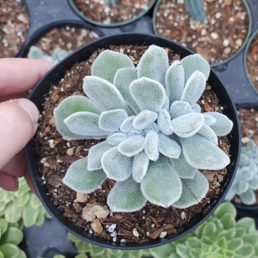 Echeveria pulvinata 'Frosty' Crest