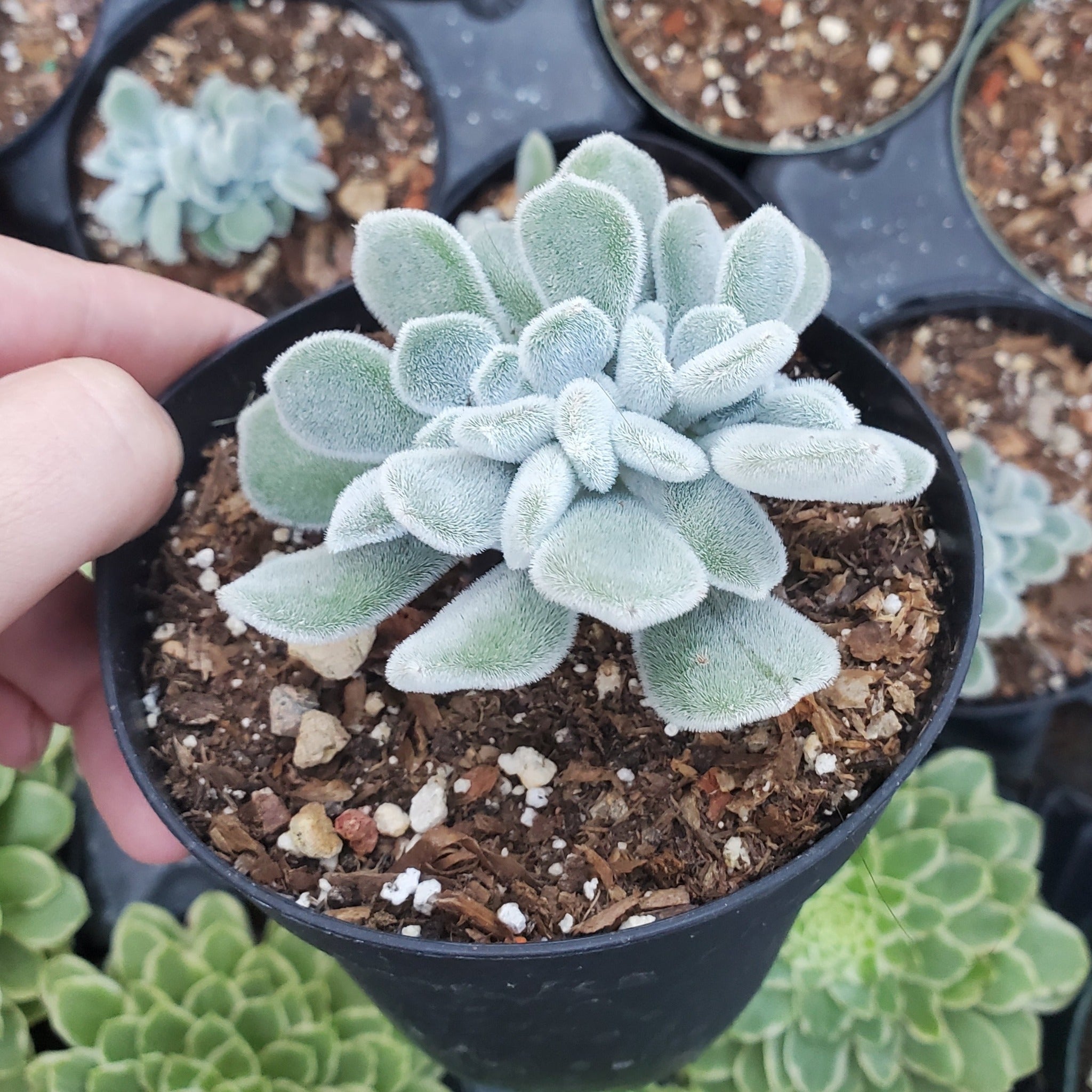 frosted claw succulent Echeveria pulvinata 'Frosty' Crest