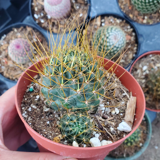 Cactus Sp.