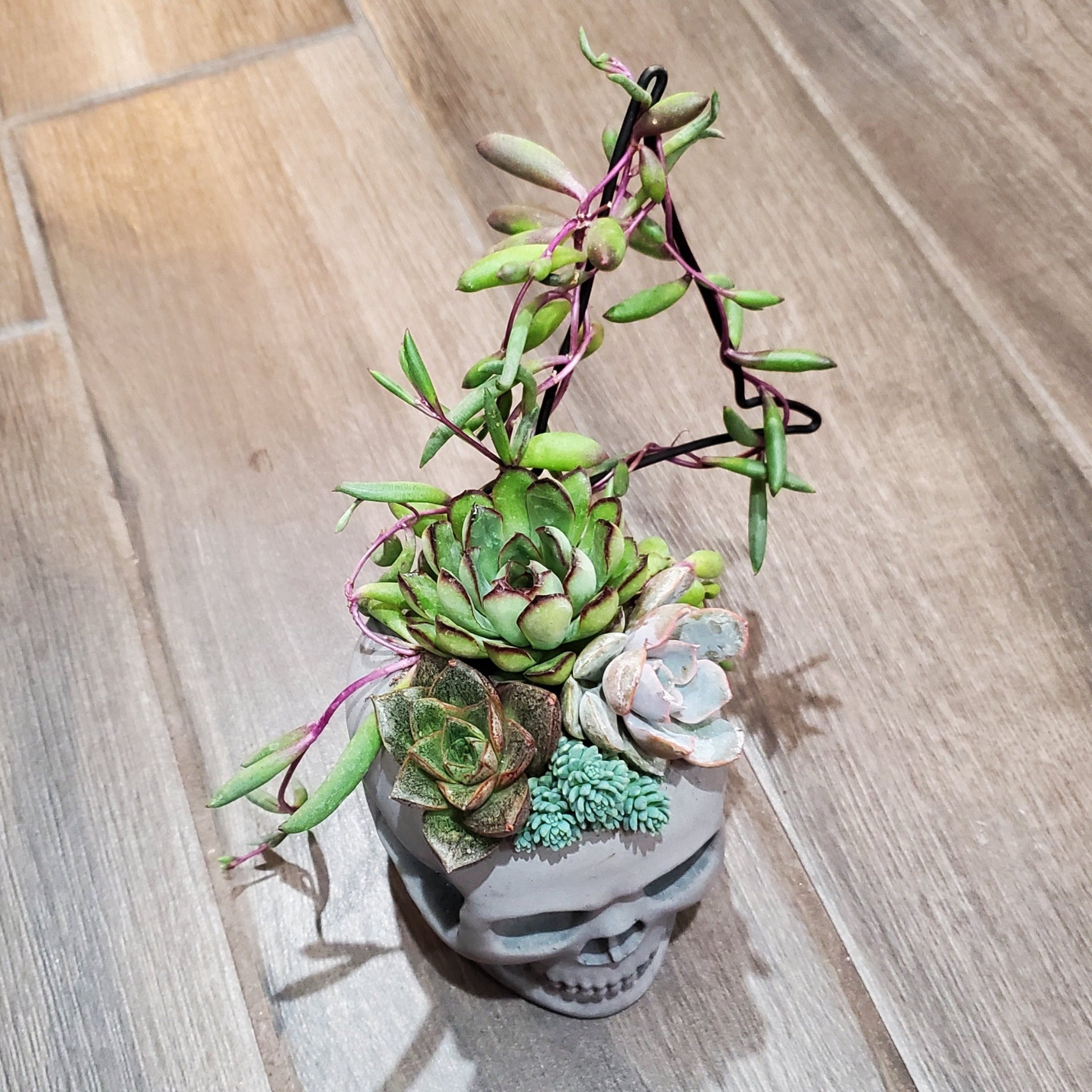 succulent trellis Succulent Trellis Skull Arrangement