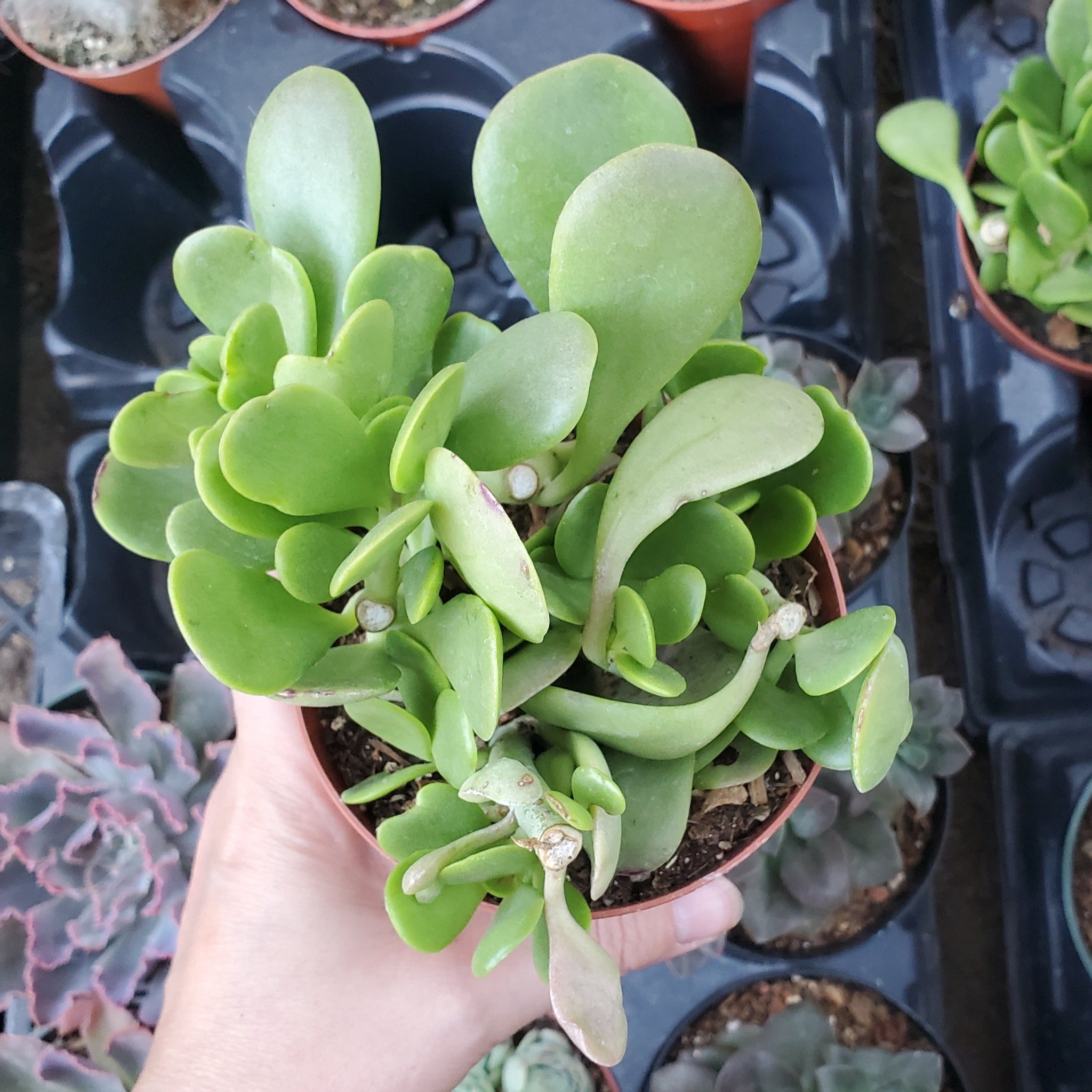trailing jade hanging plant Crassula ovata 'Tricolor Jade'