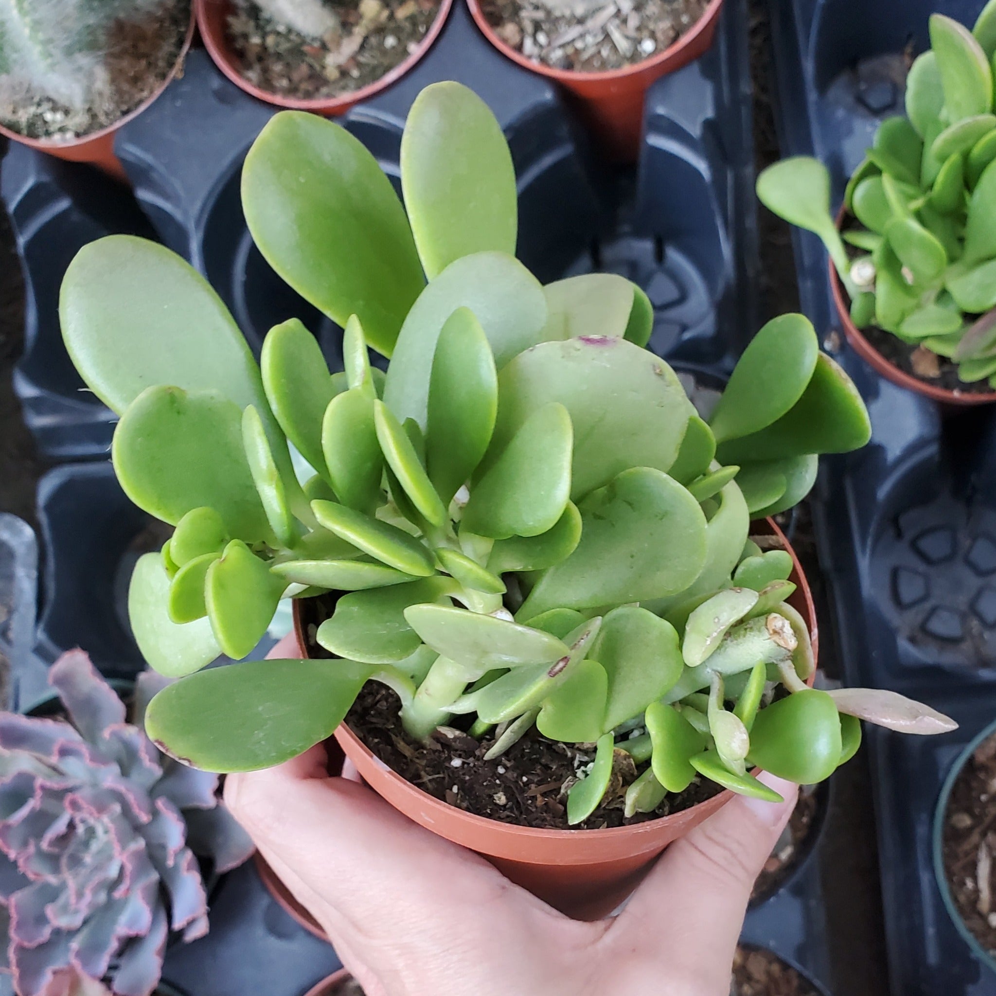 twisted jade plant Crassula ovata 'Tricolor Jade'