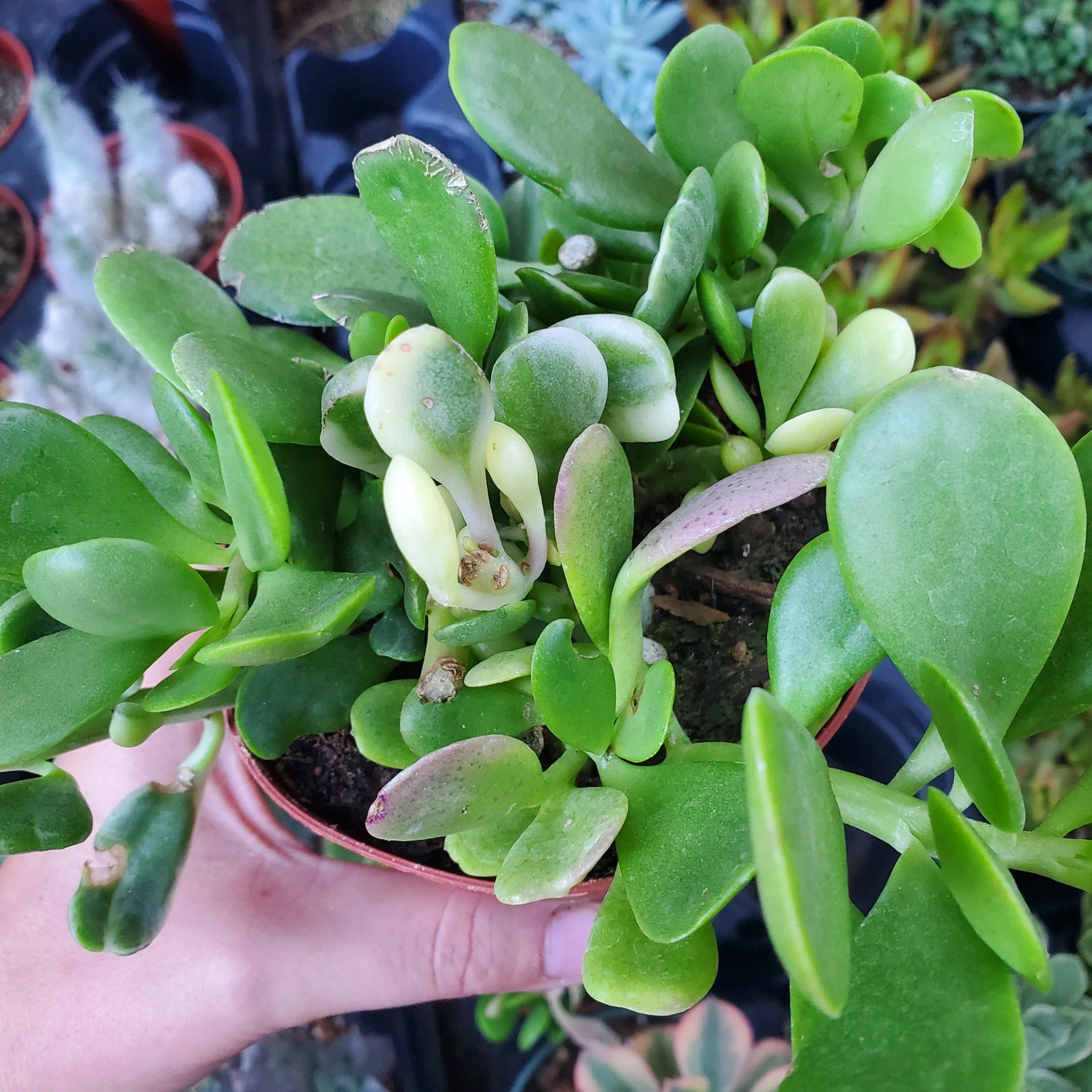 jacobsenii succulent Crassula ovata 'Tricolor Jade'