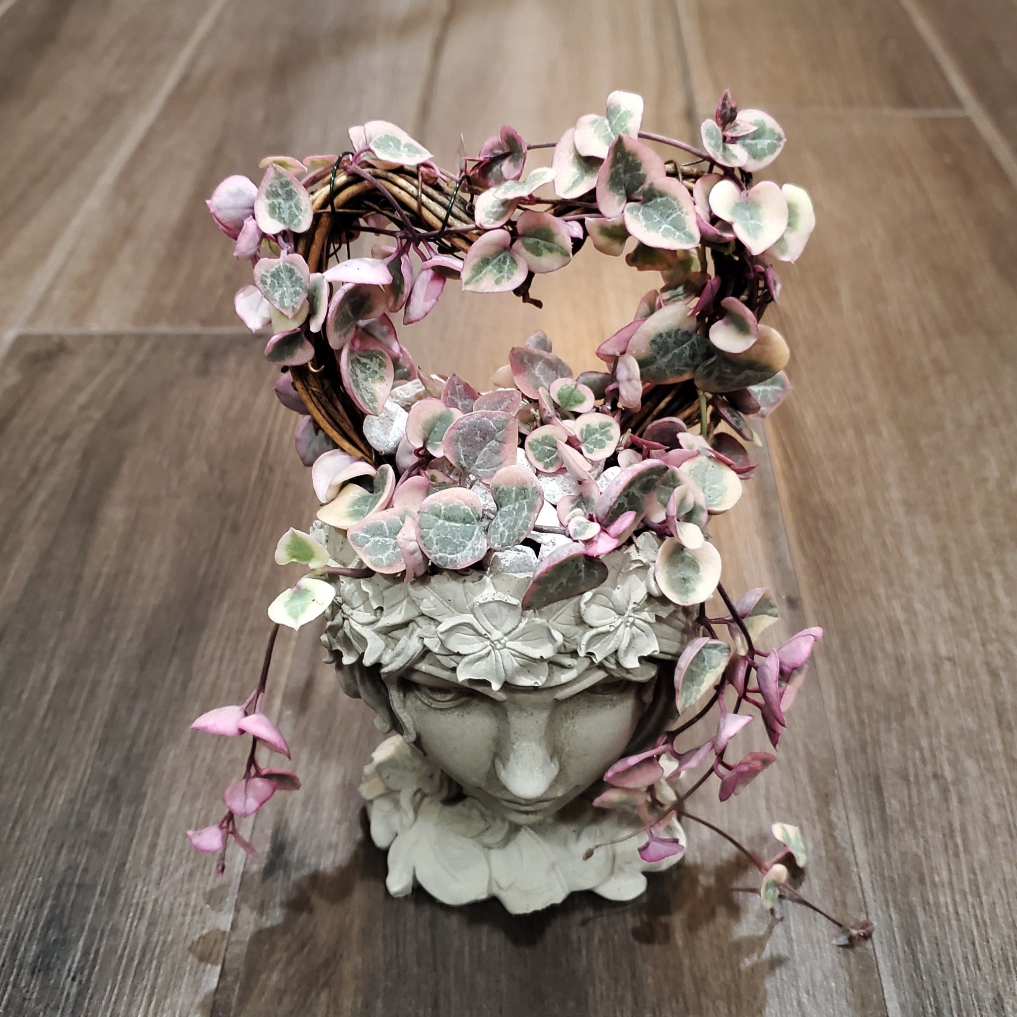 succulents string of hearts 'Variegated String of Hearts' Trellis Goddess Arrangement