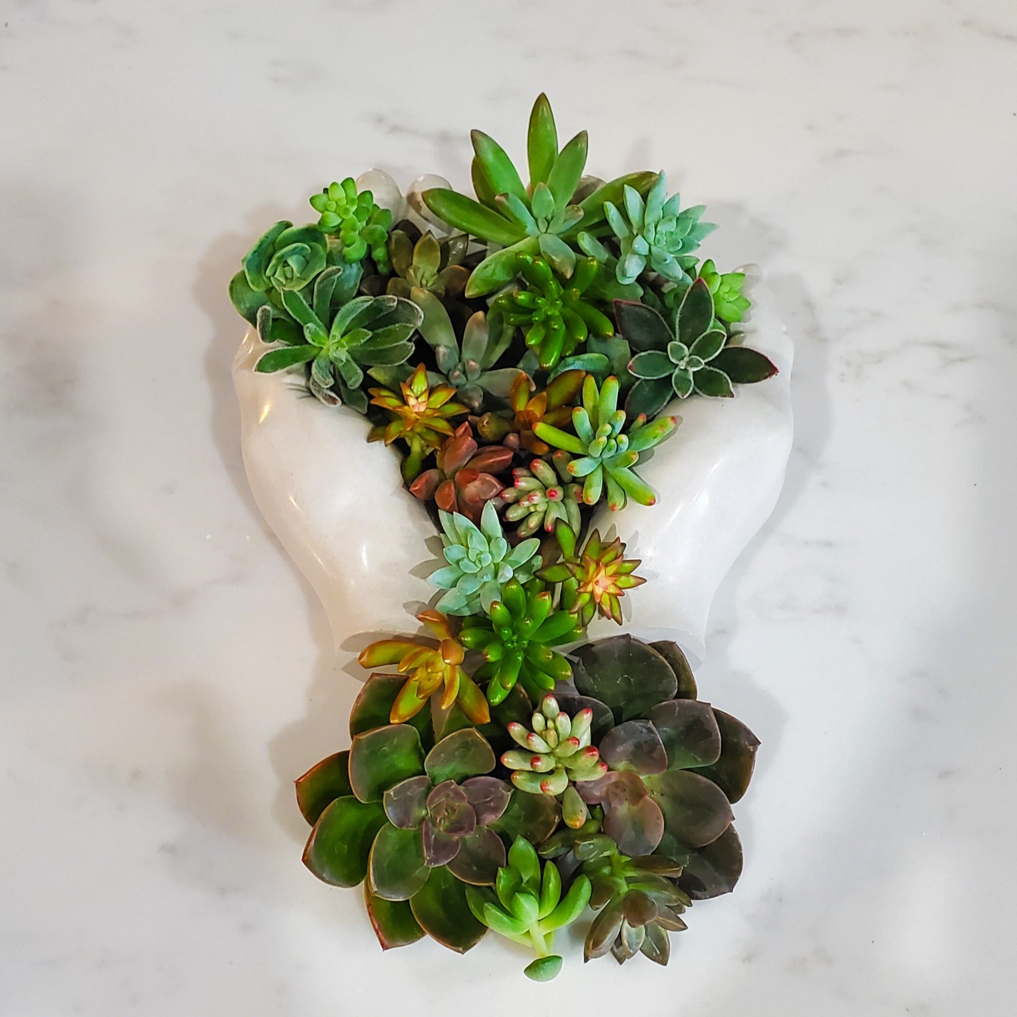where to buy succulent cuttings Succulent Cutting Bundles