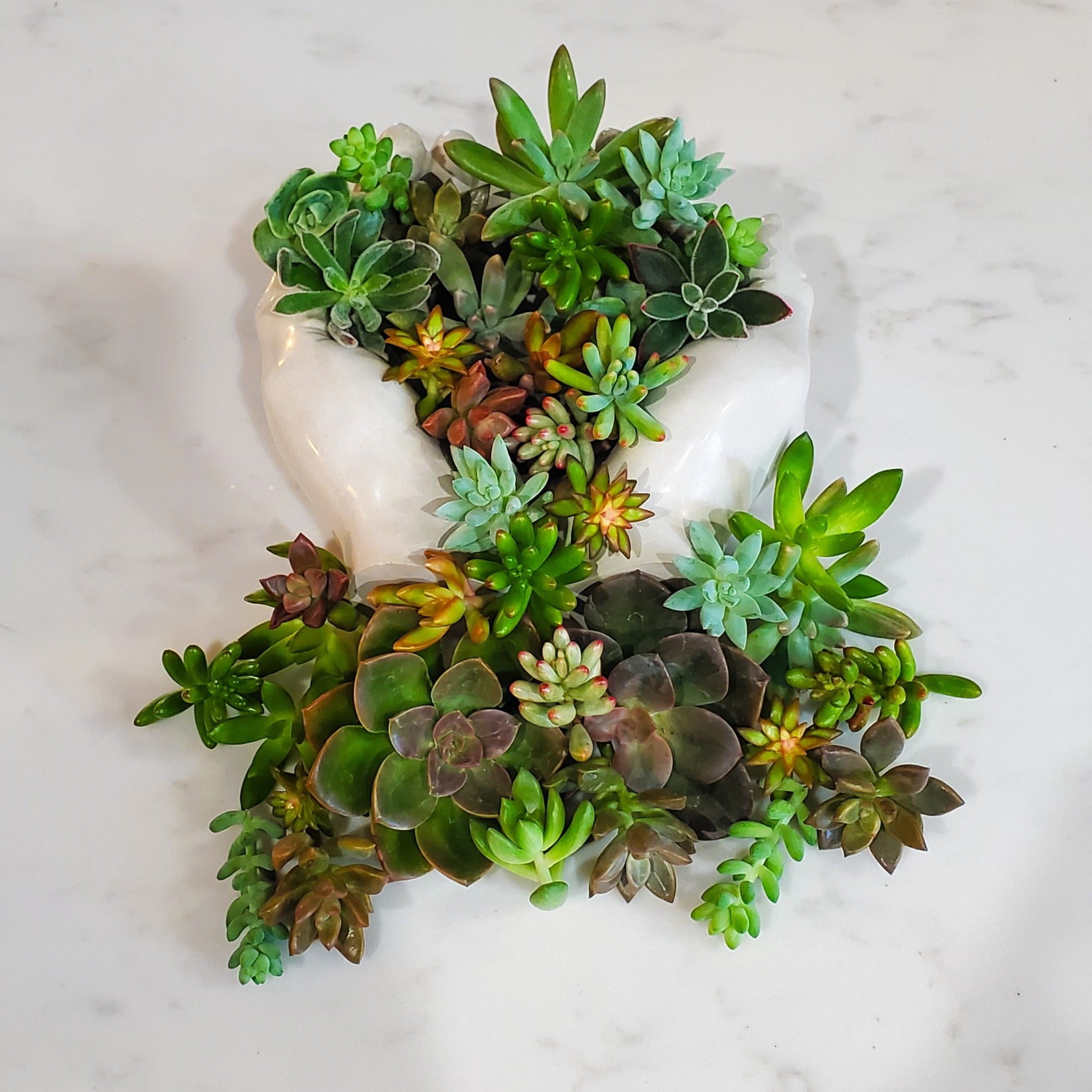 Succulent Cutting Bundles | Rooted in Paradise Succulent Studio ...