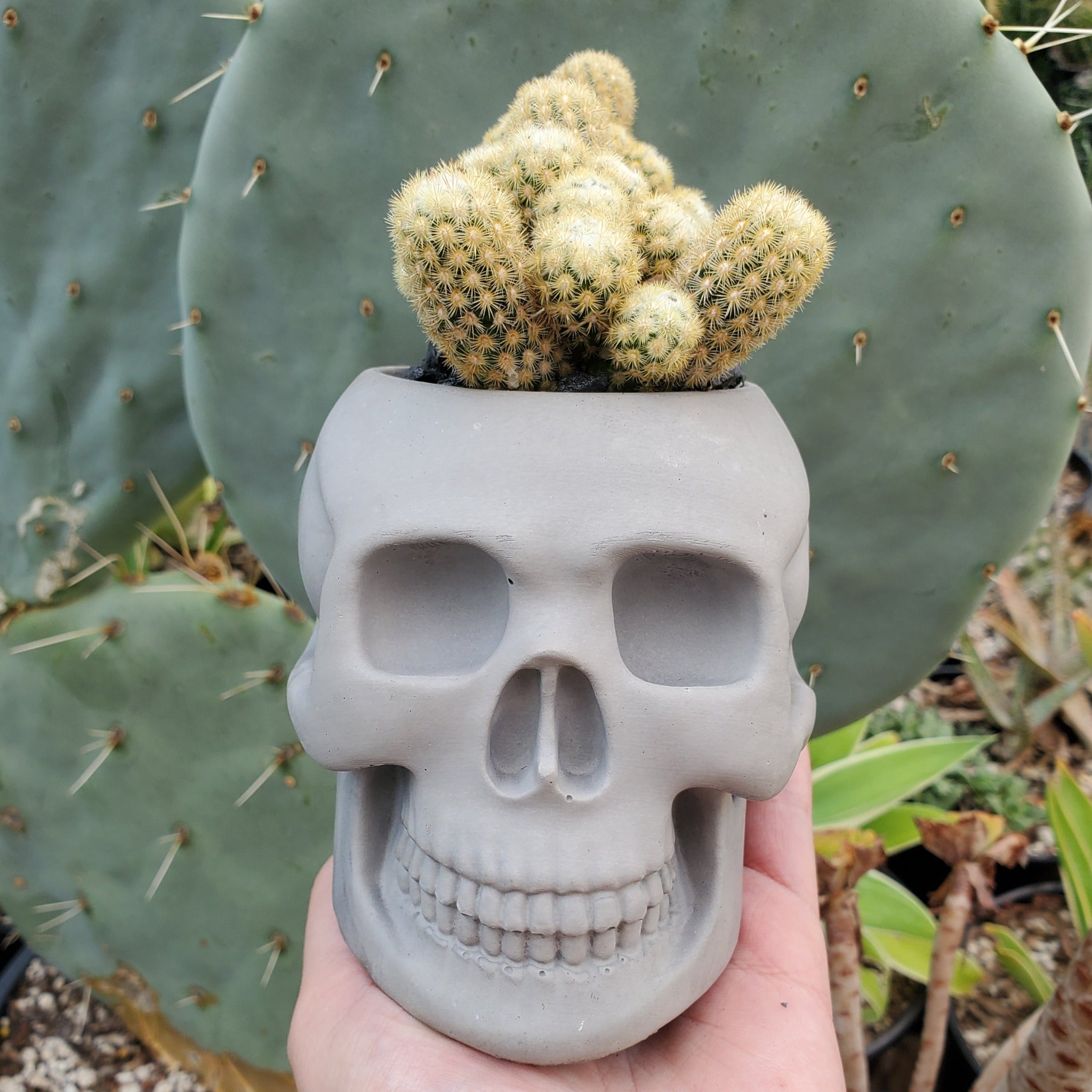 prickly pear cactus skeleton for sale Mammillaria Elongata Cactus Skull Arrangement