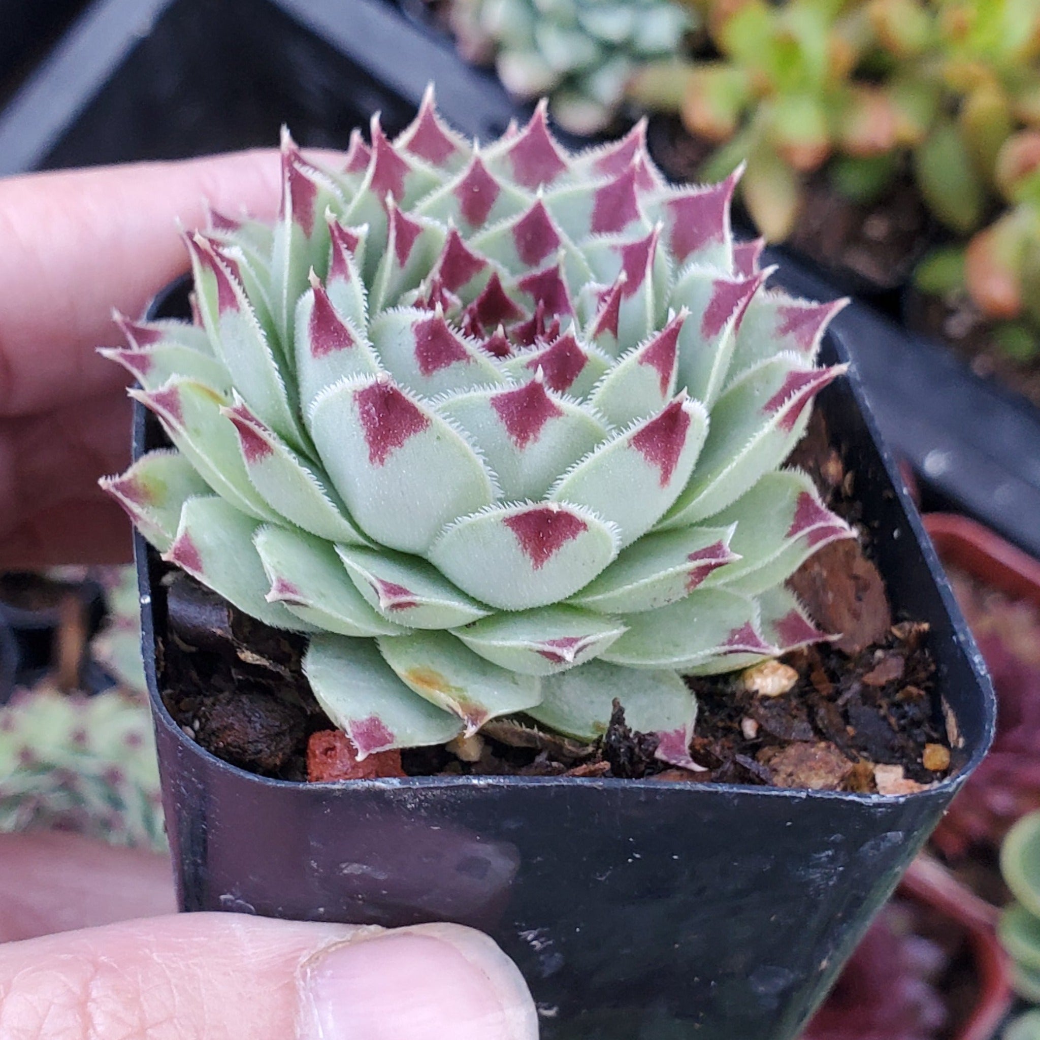 sempervivum succulent types Sempervivum calcareum