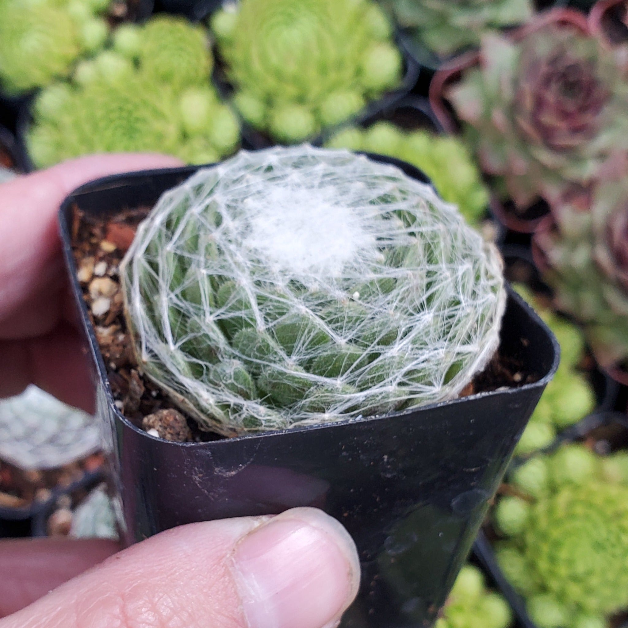 succulent that looks like spider plant Sempervivum arachnoideum 'Cabenese'