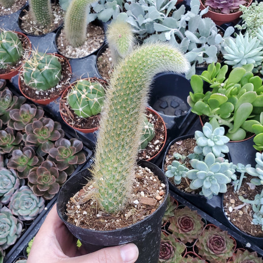 Cleistocactus winteri subsp. colademononis 'Monkey's Tail Cactus'