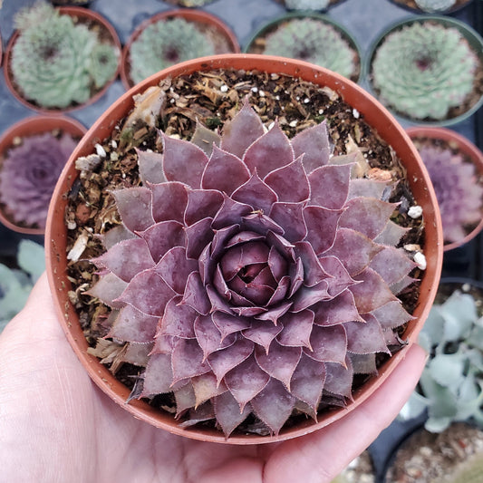 Sempervivum 'Jungle Fire'